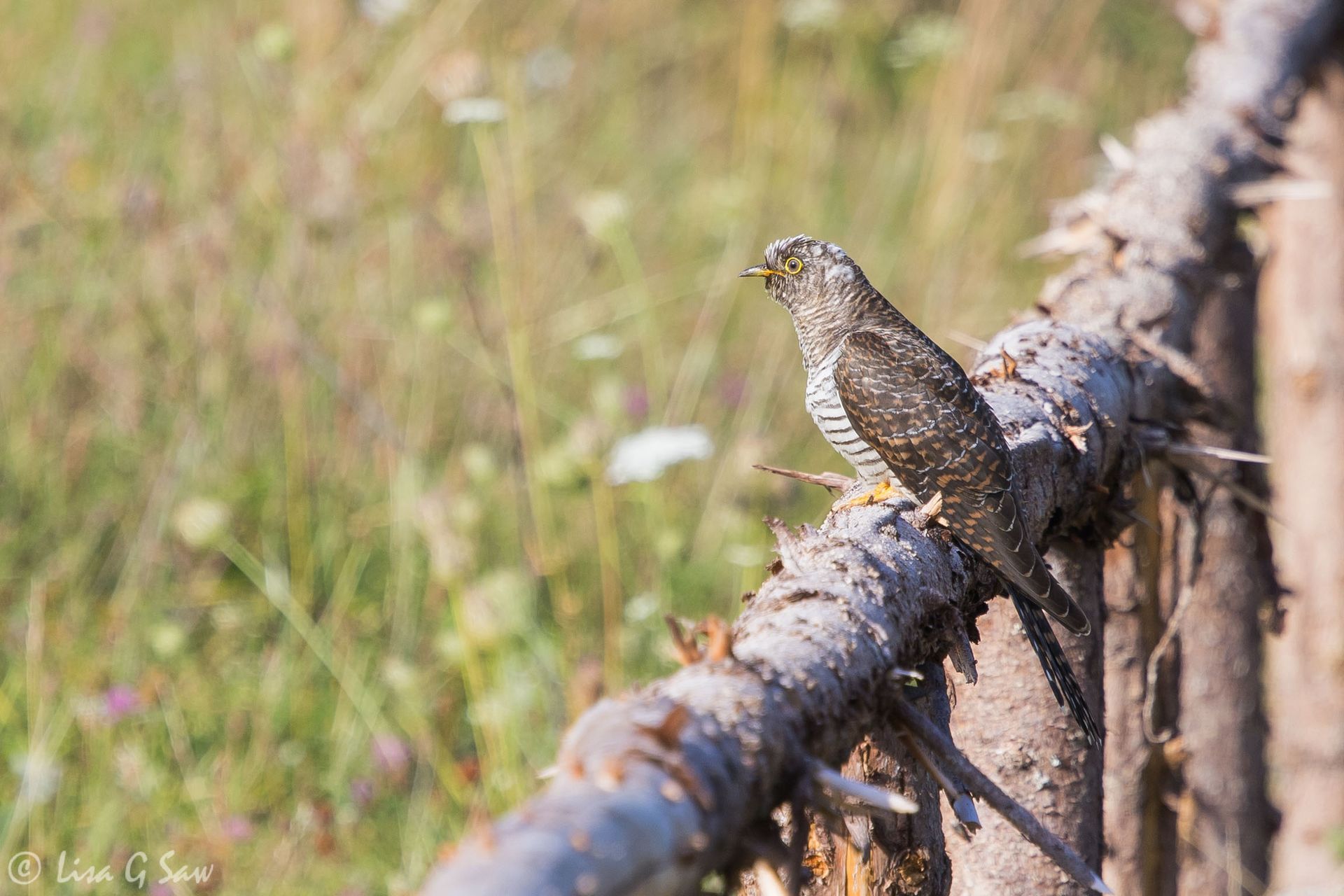 Juvenile Cuckoo