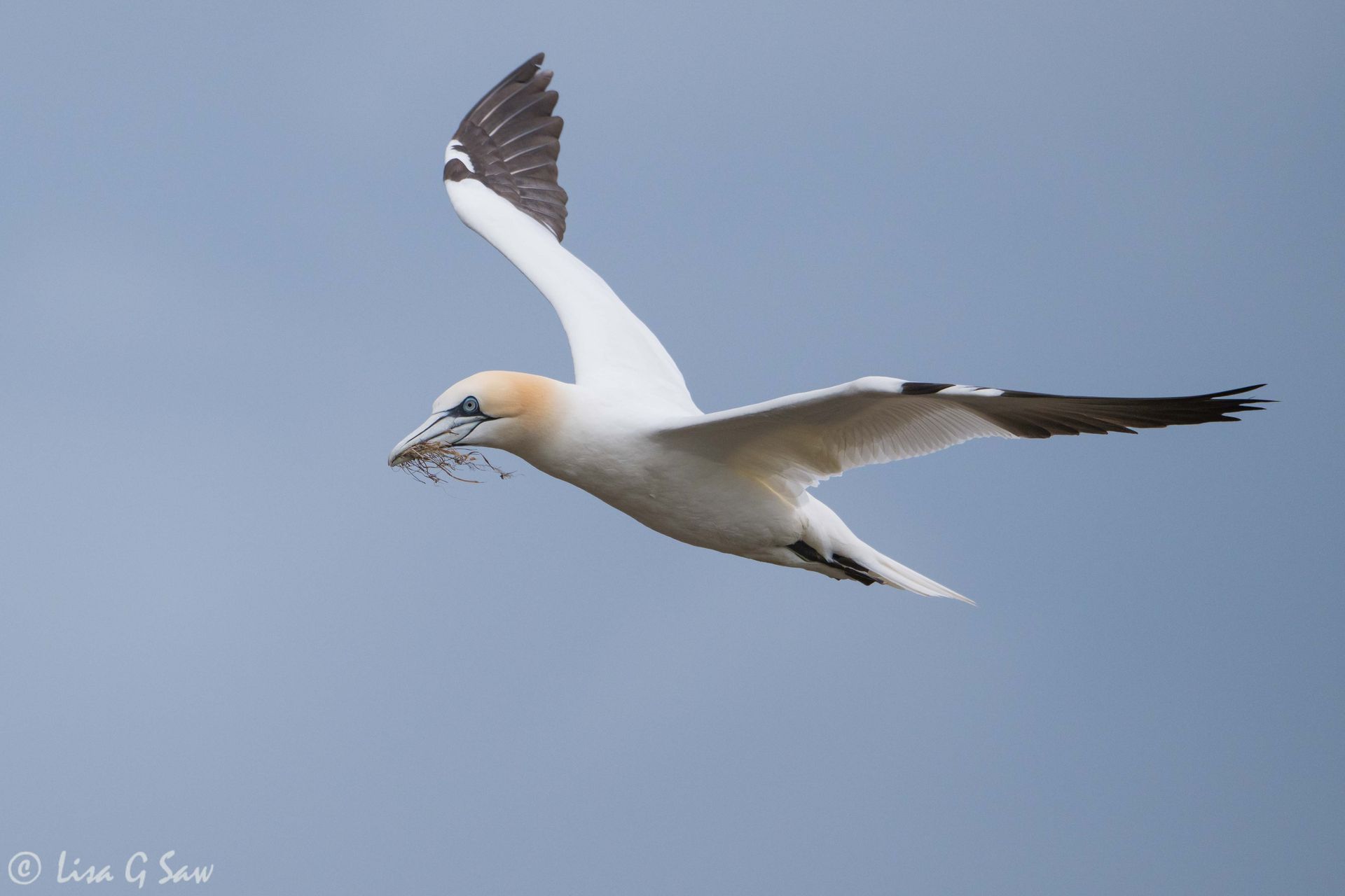 Gannet flying with nesting material in beak