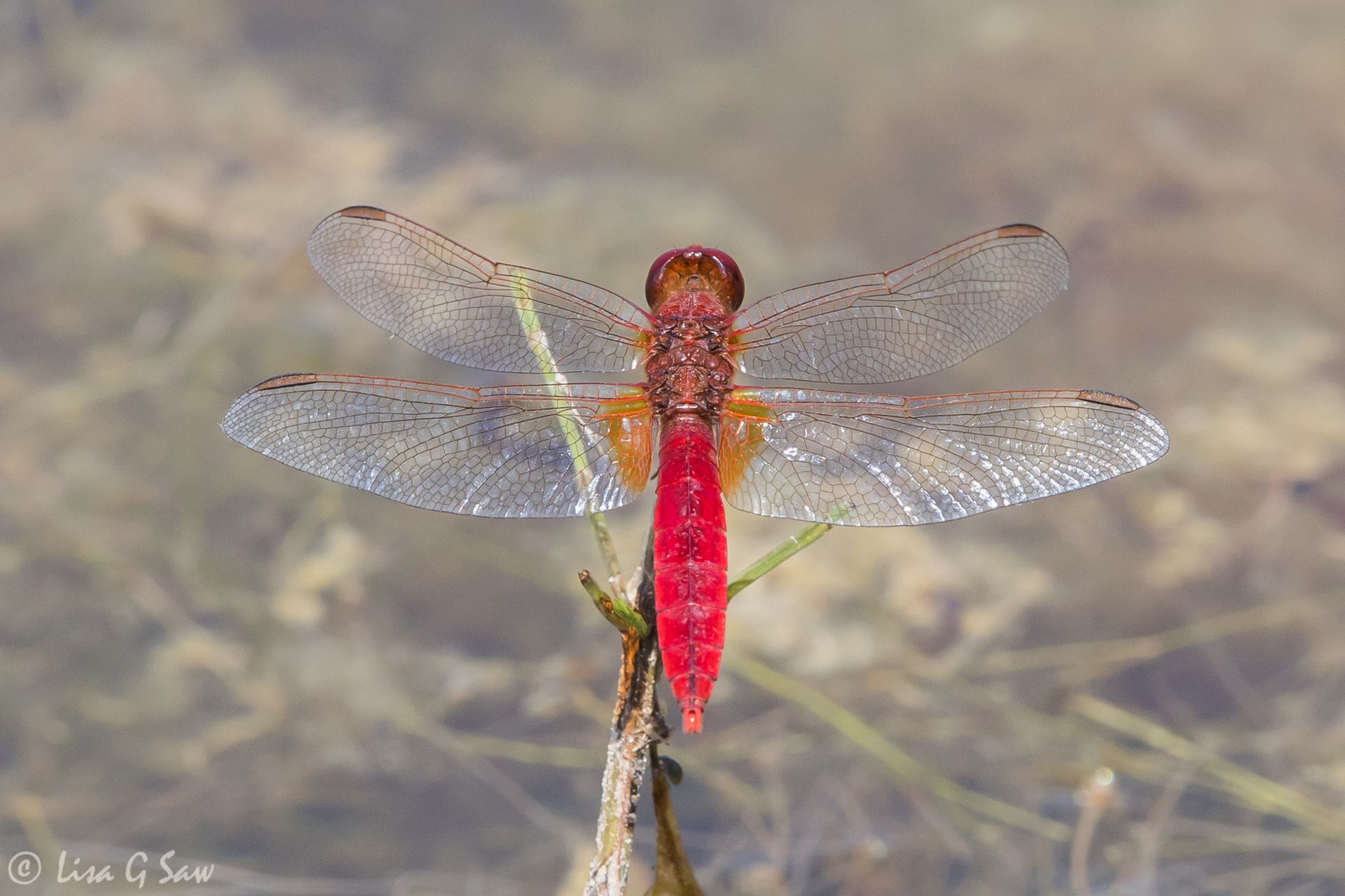 Scarlet Darter