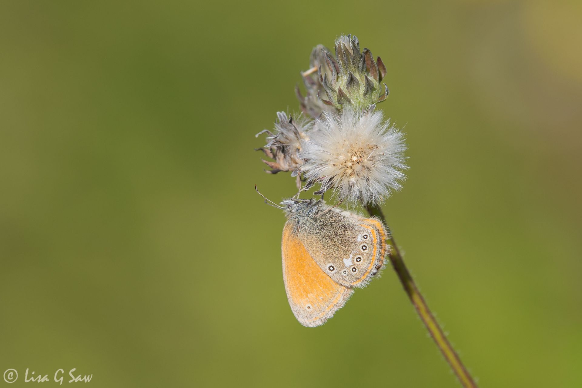 Chestnut Heath butterfly, underwing view