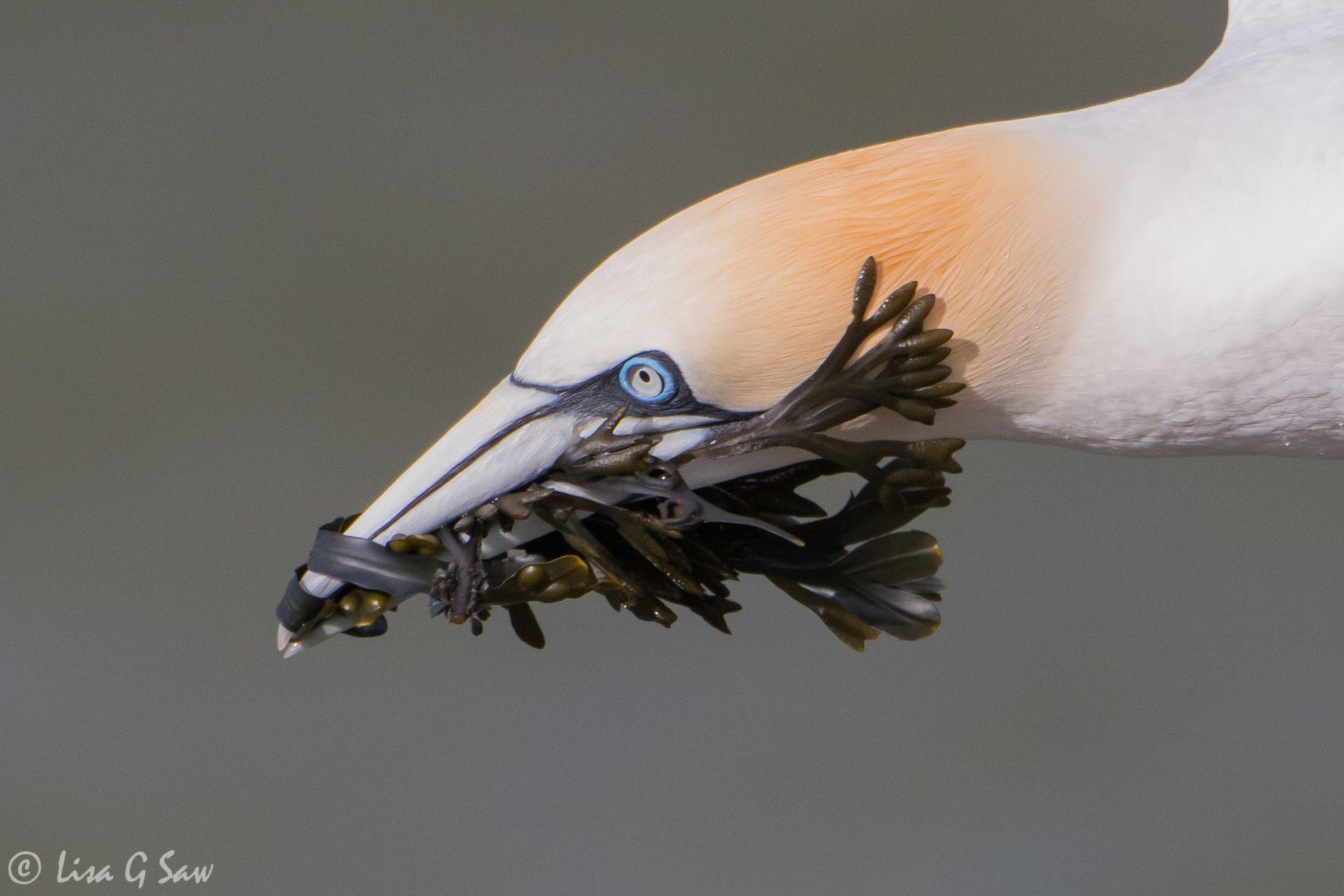Gannet with seaweed in beak