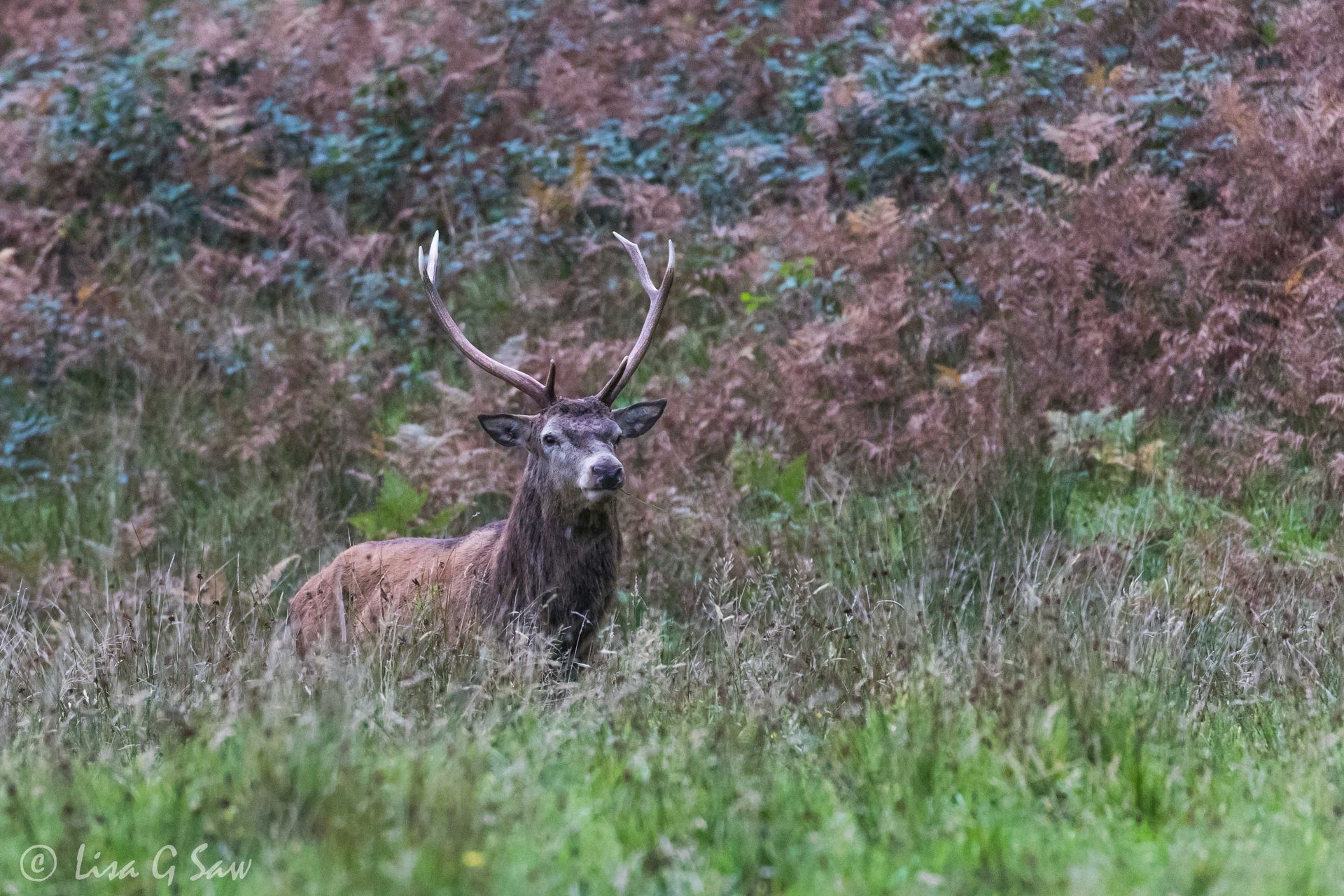 Red Deer Stag