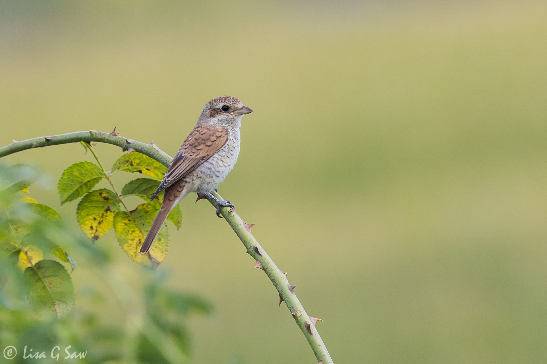 Red-backed Shrike