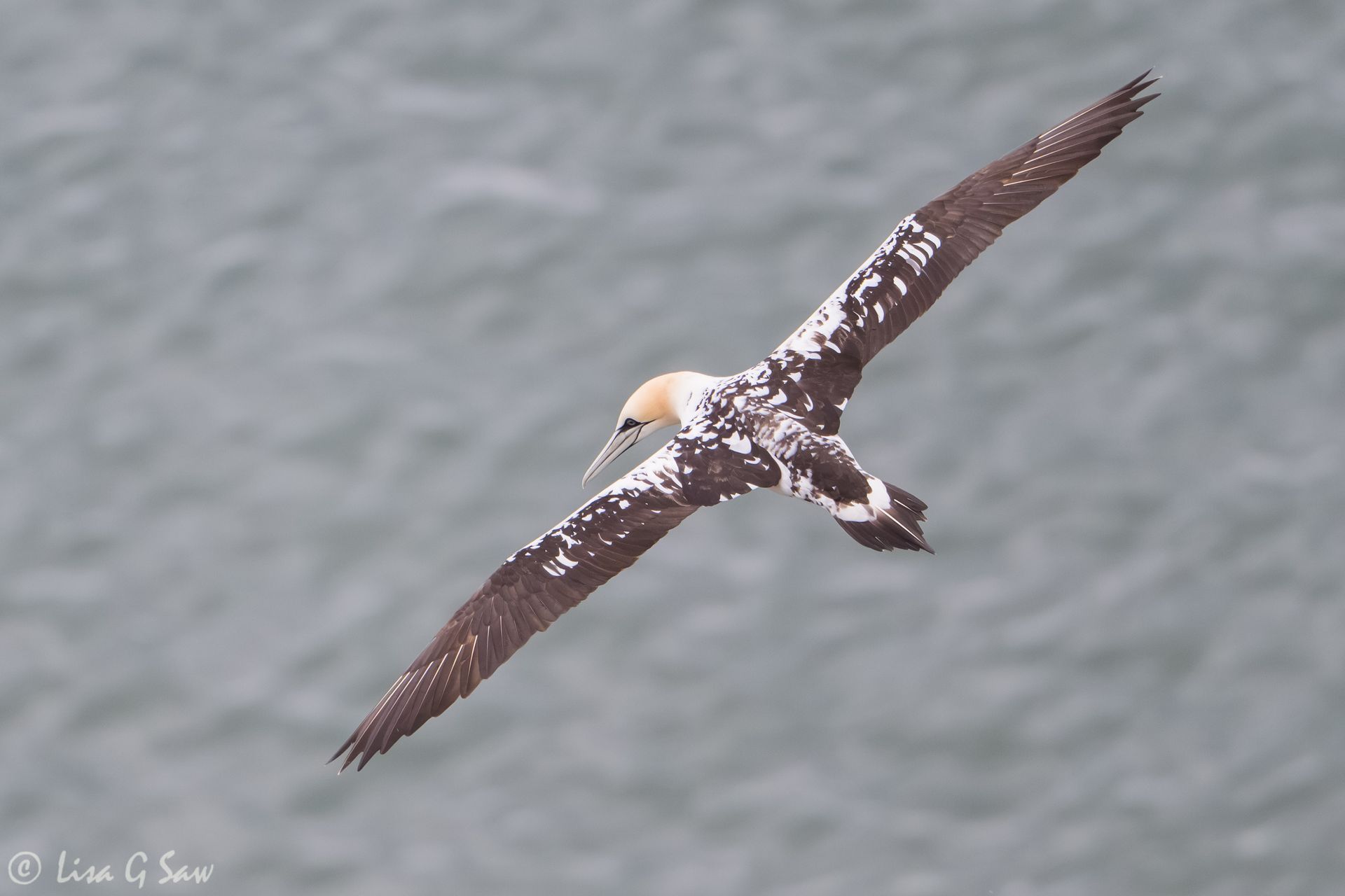 Juvenile gannet flying