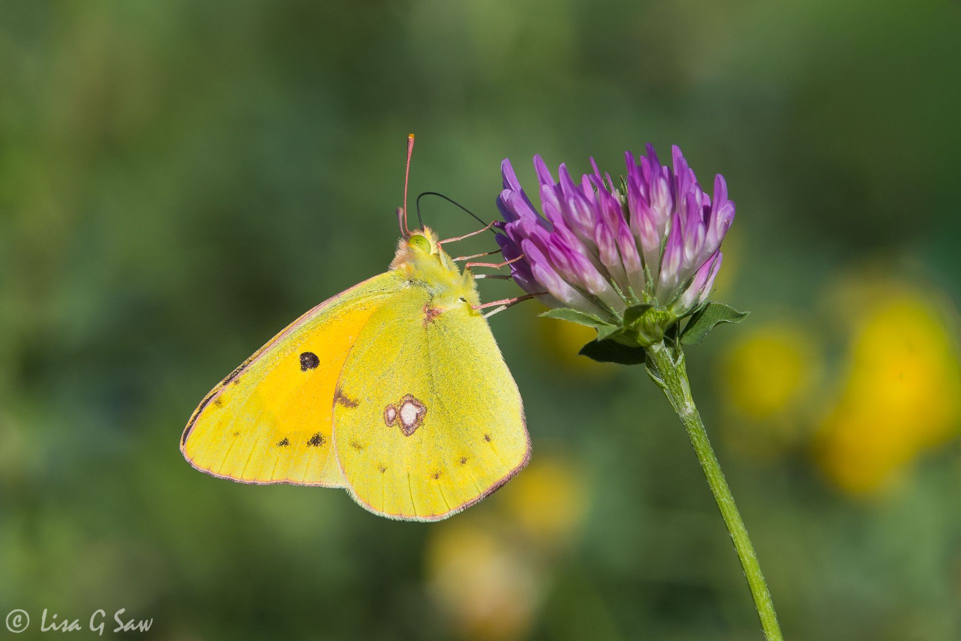 Pale Clouded Yellow butterfly, underwing view