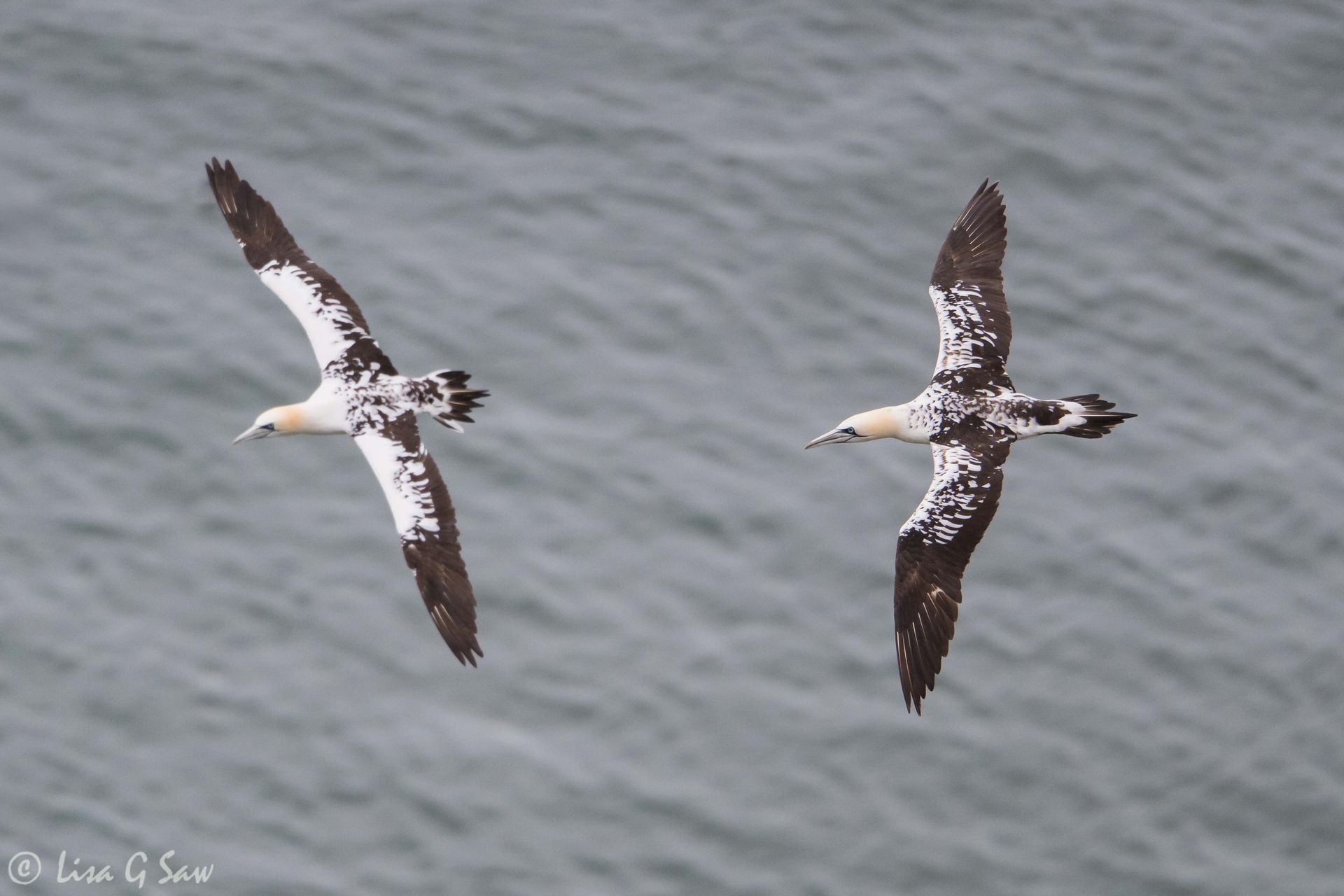 Two juvenile gannets flying