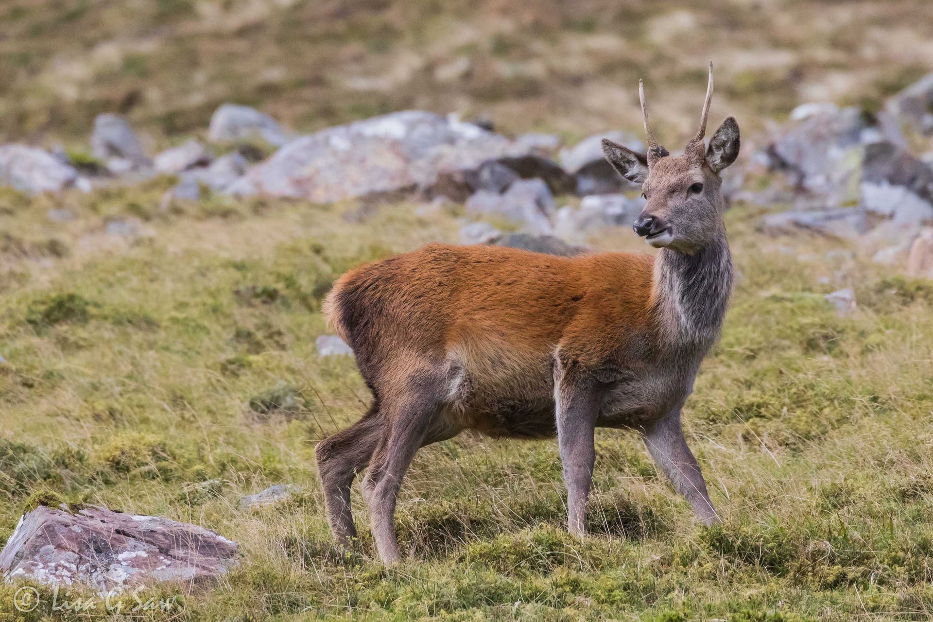 Young Red Deer Stag