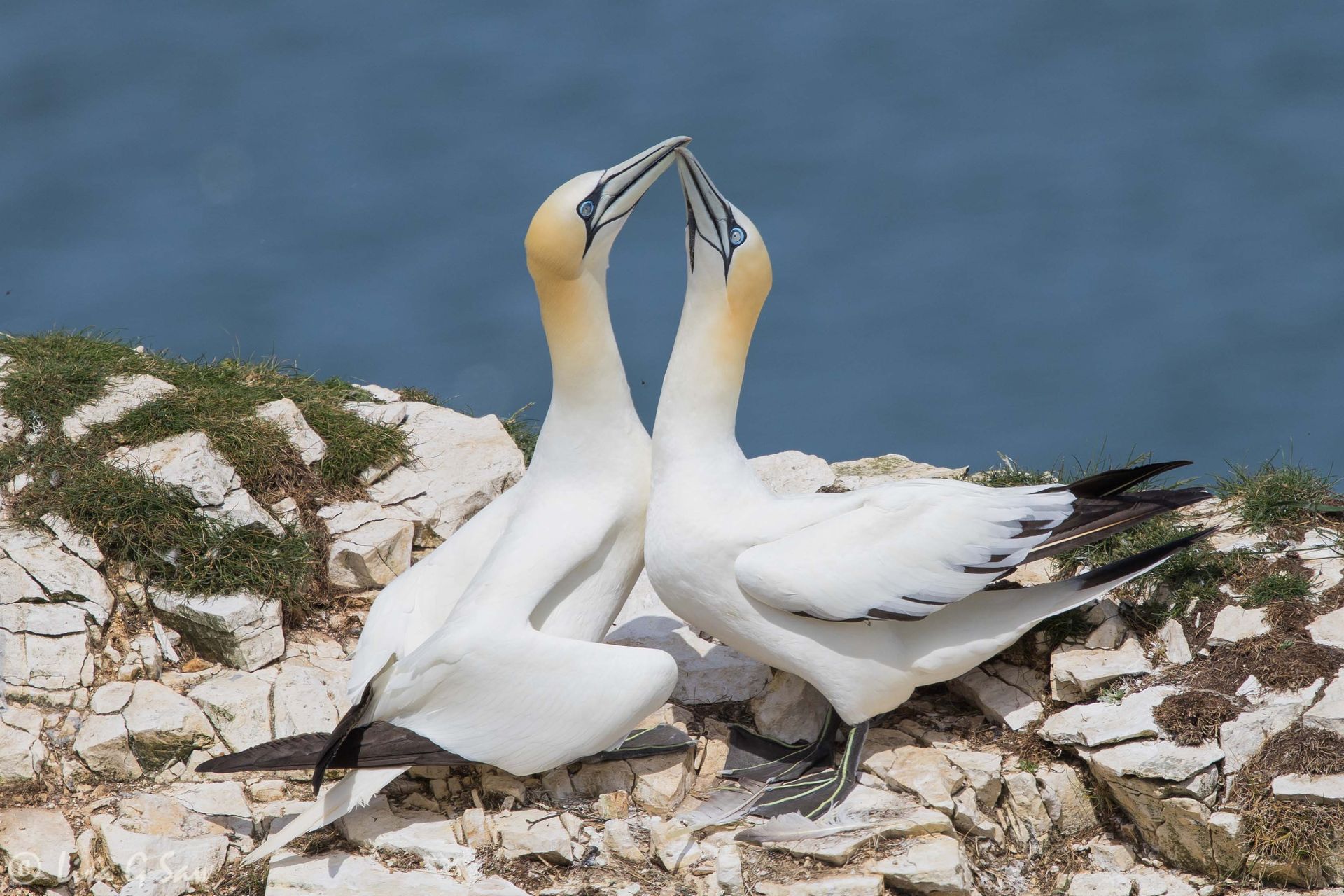 Two gannets pair bonding