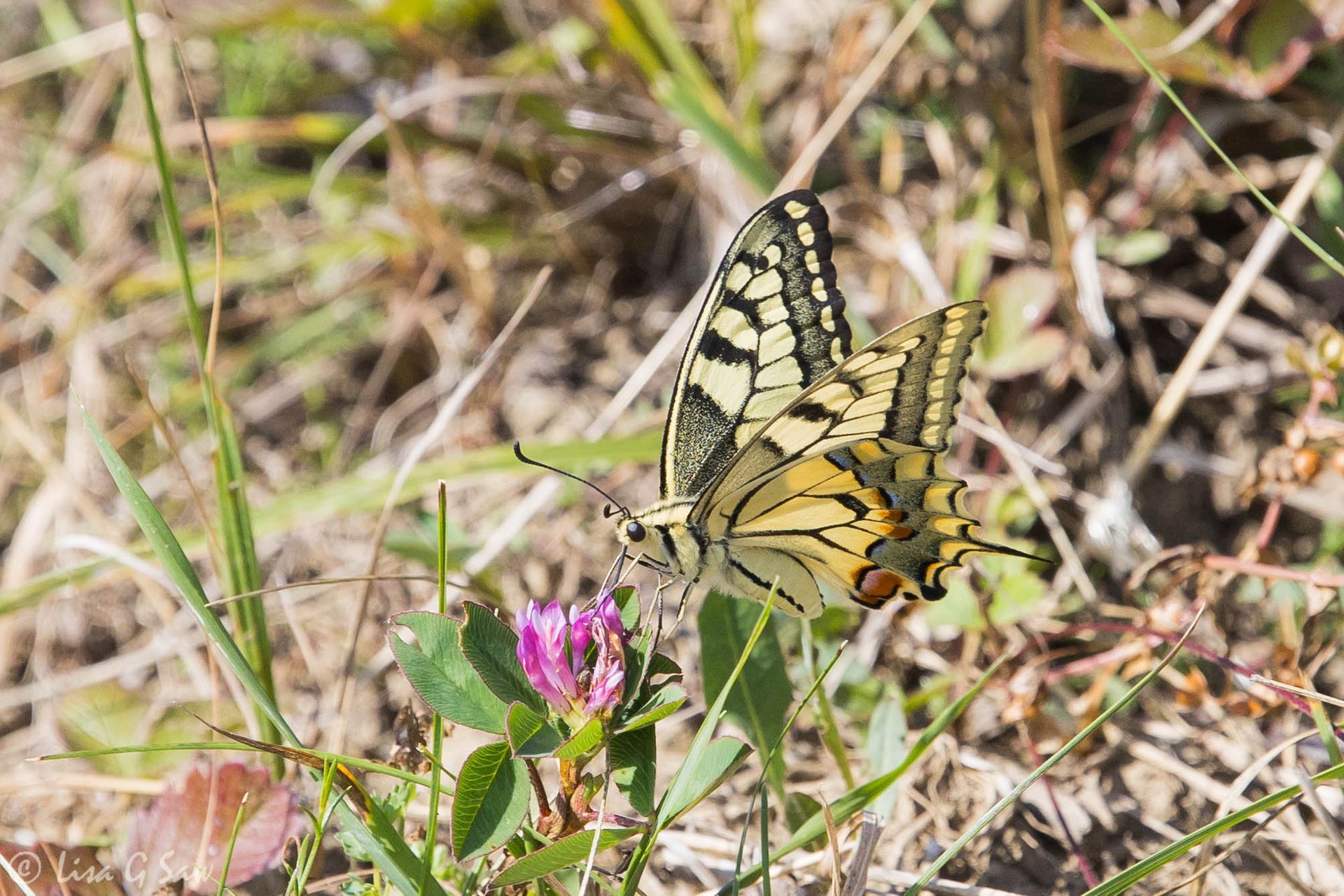 European Swallowtail (gorganus)