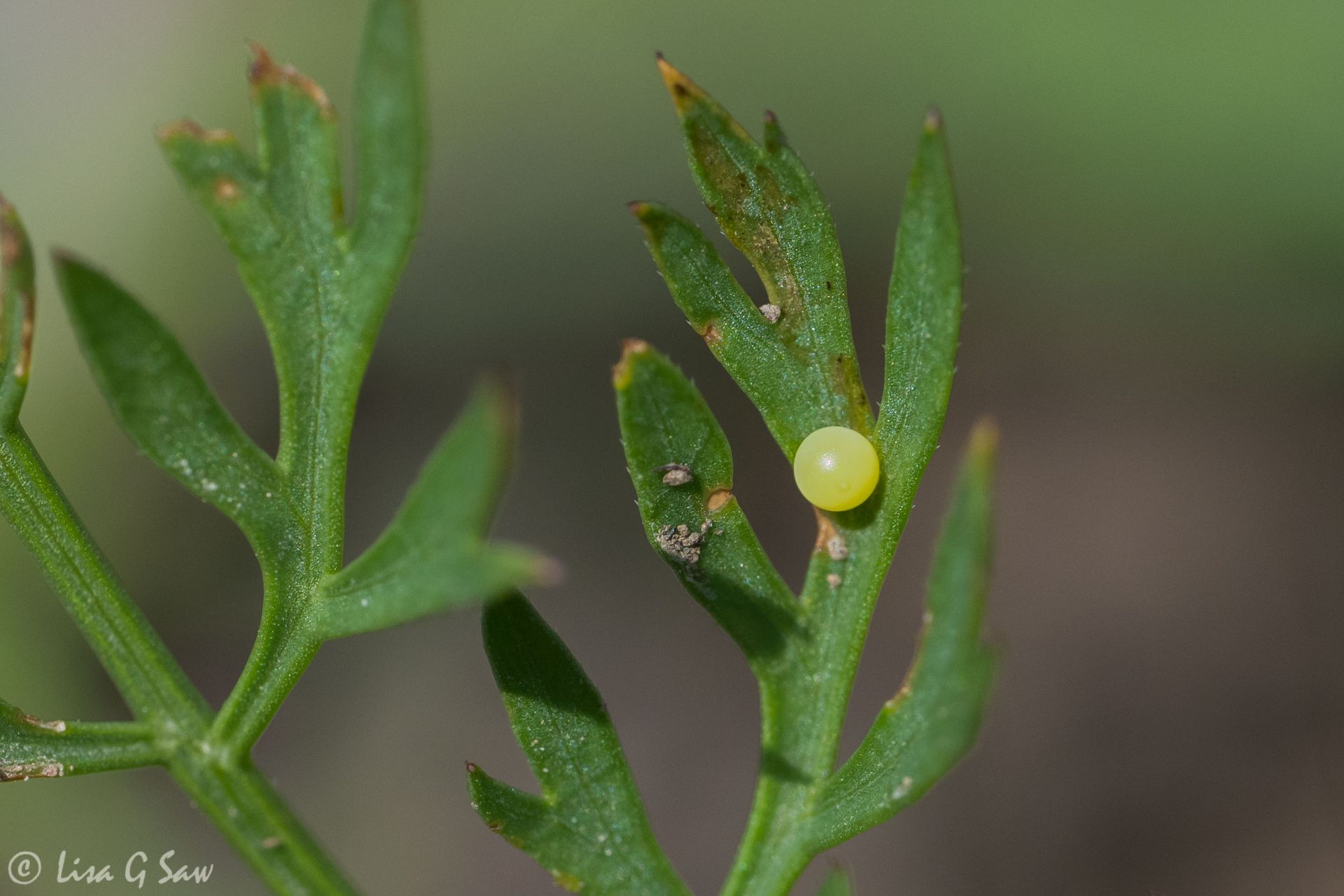 European Swallowtail (gorganus) egg