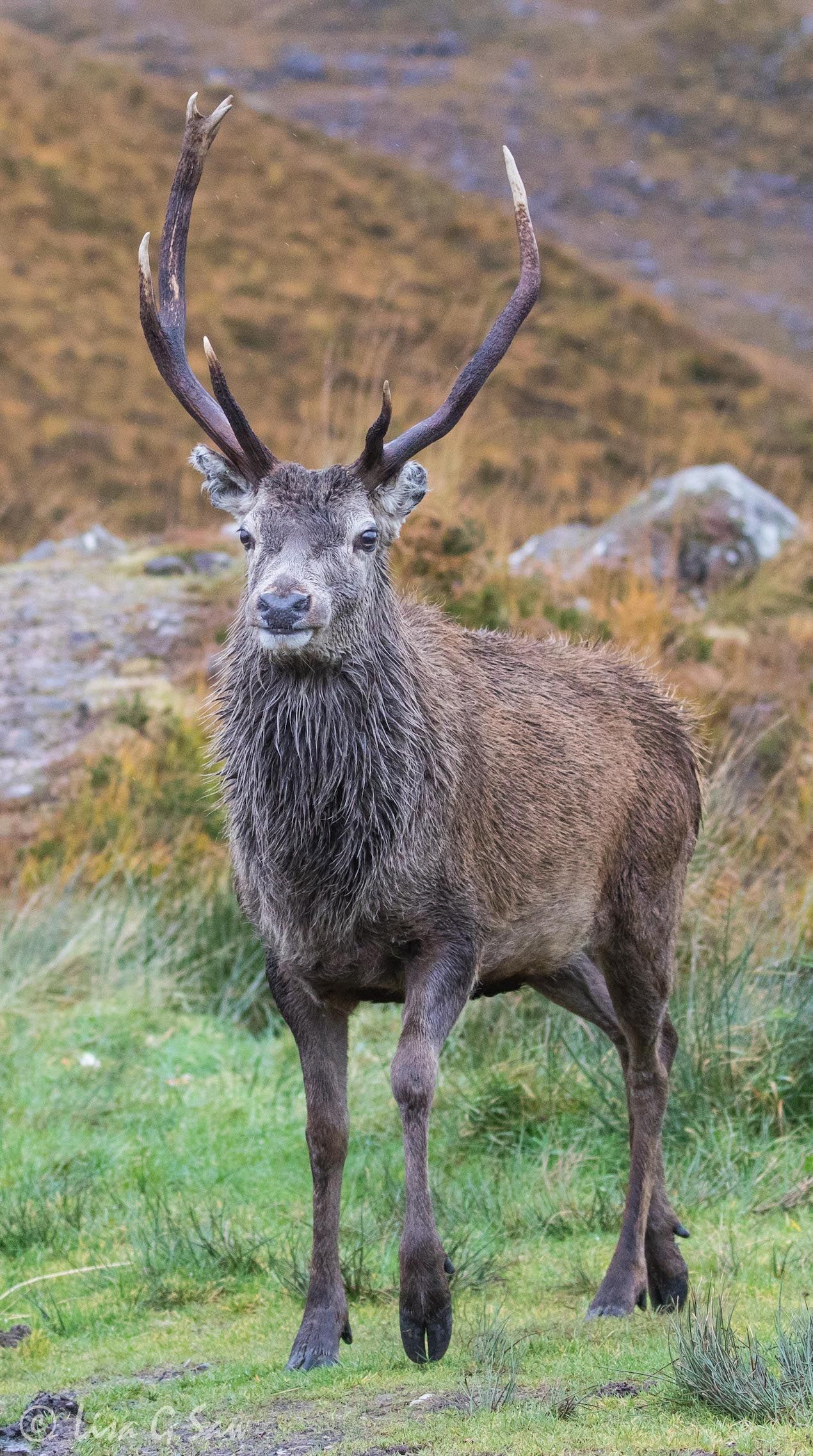Red Deer Stag walking towards me