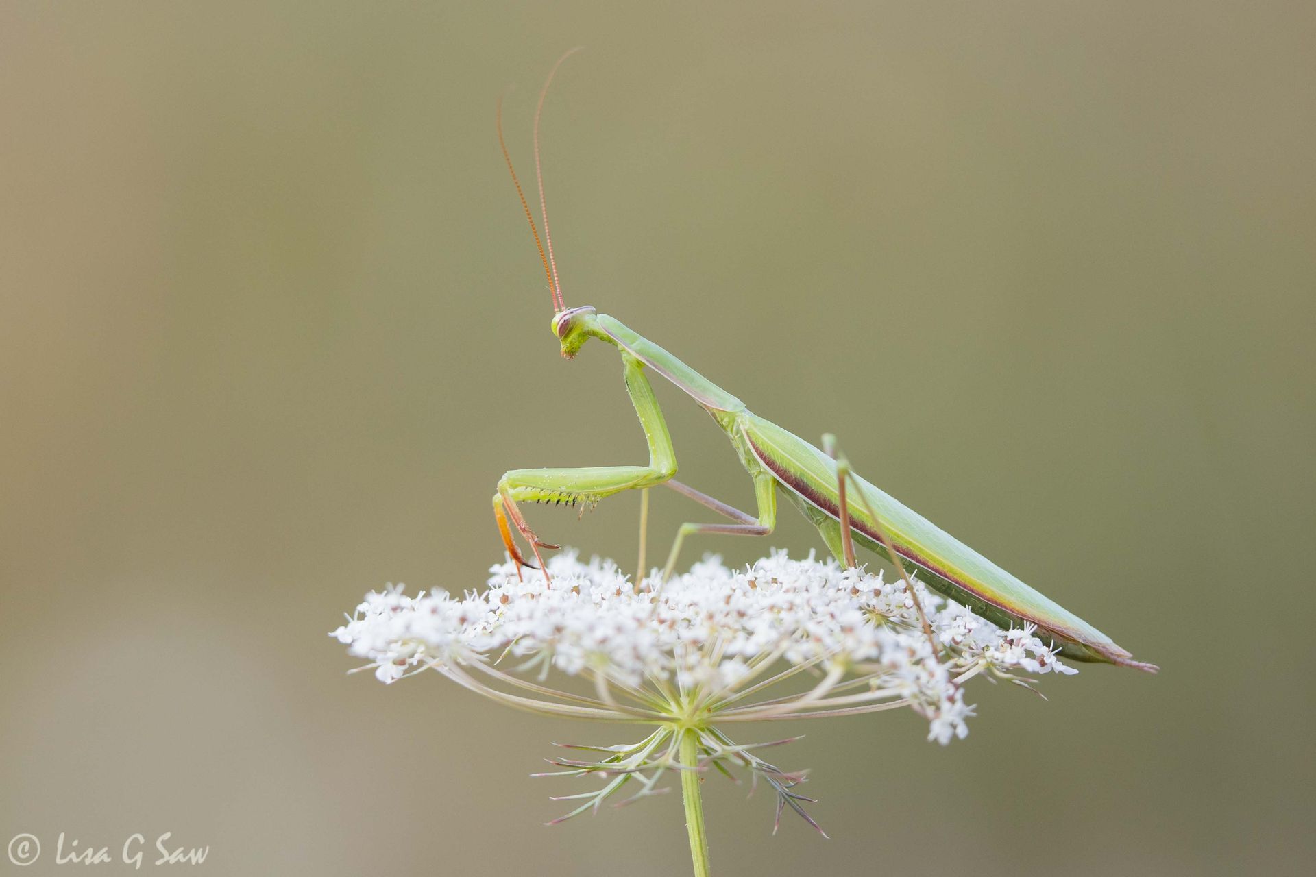 Praying Mantis