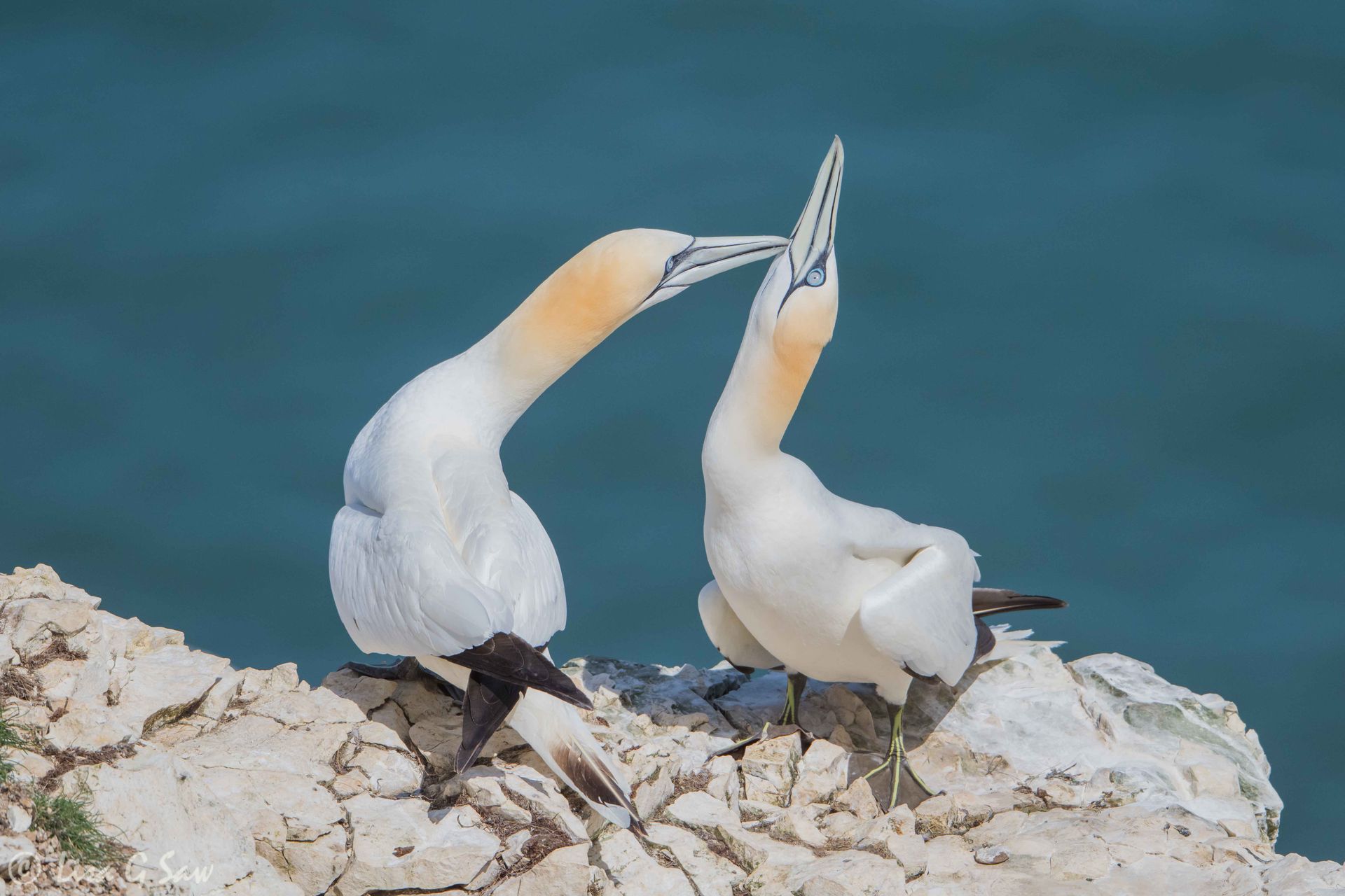 Two gannets pair bonding