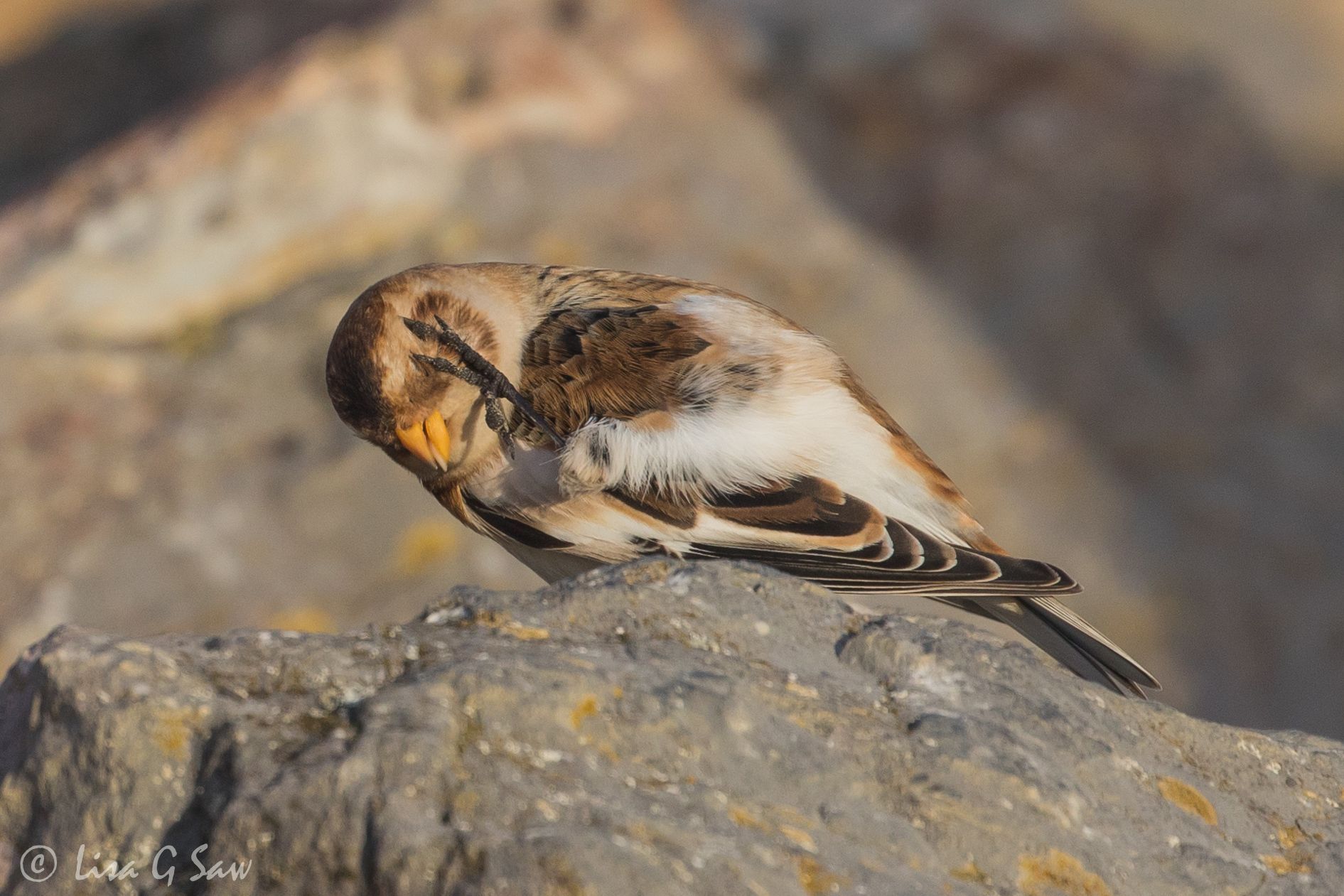 Snow Bunting scratching its head