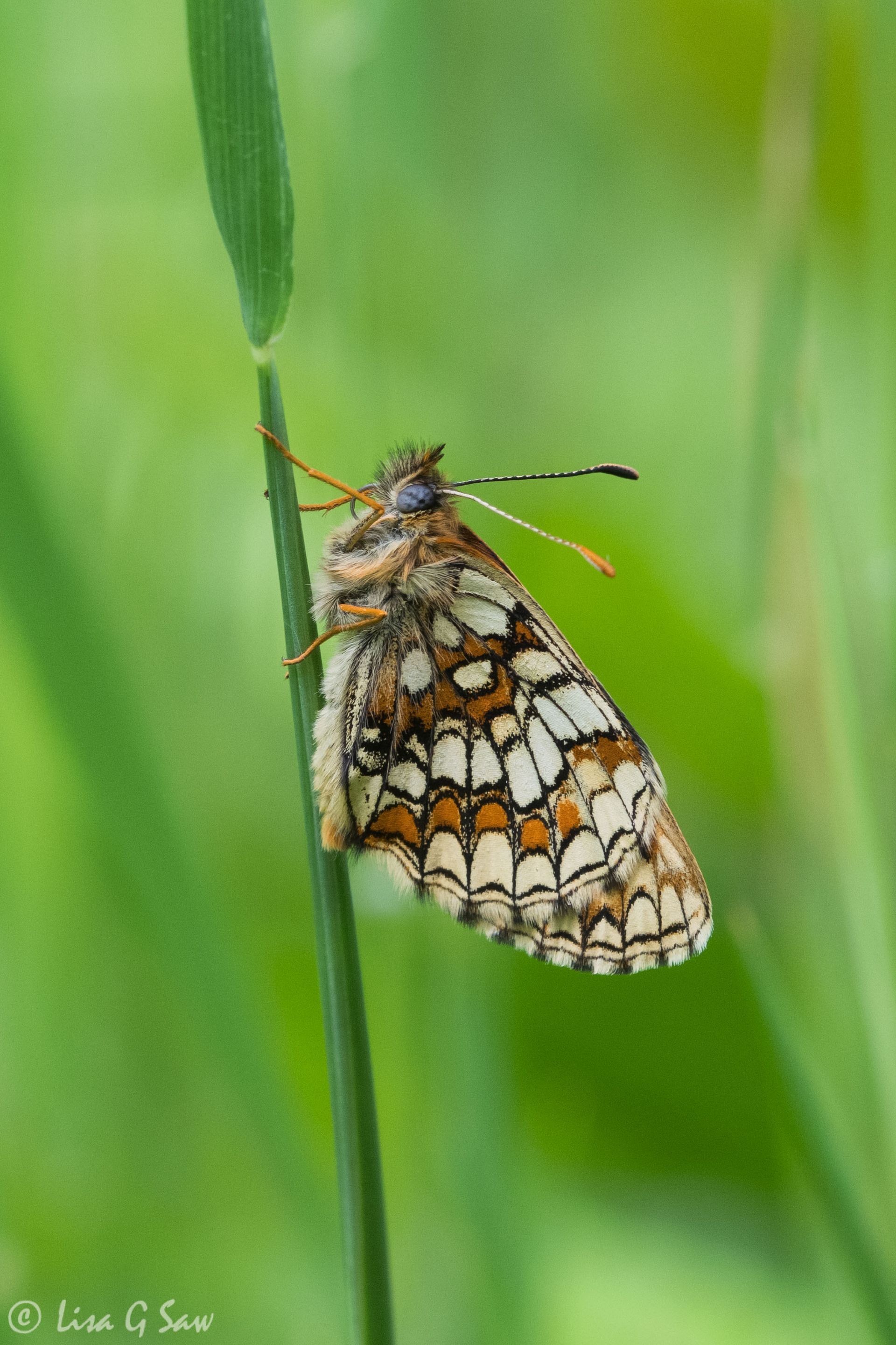 Heath Fritillary