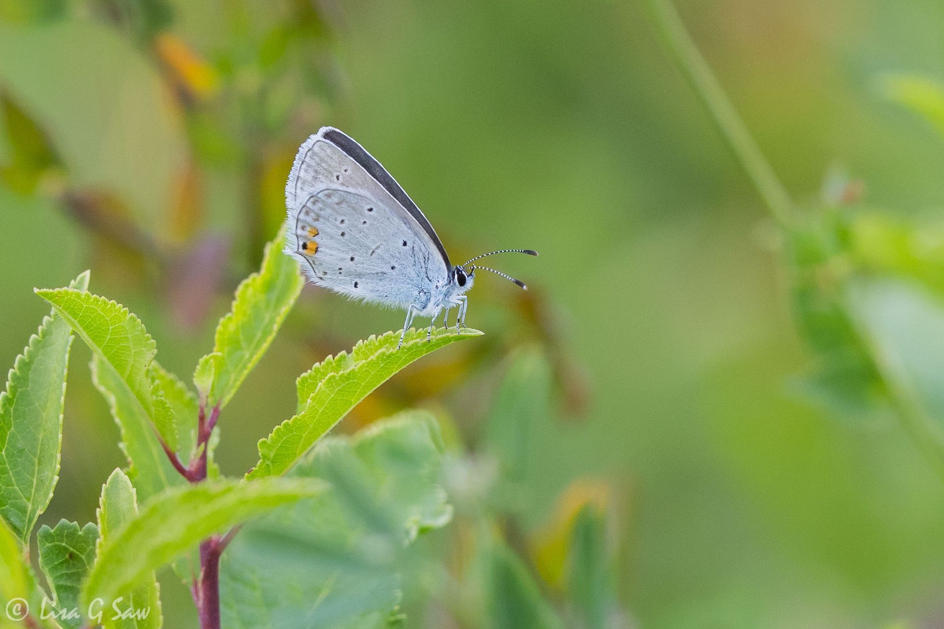 Short-tailed Blue butterfly, underwing view