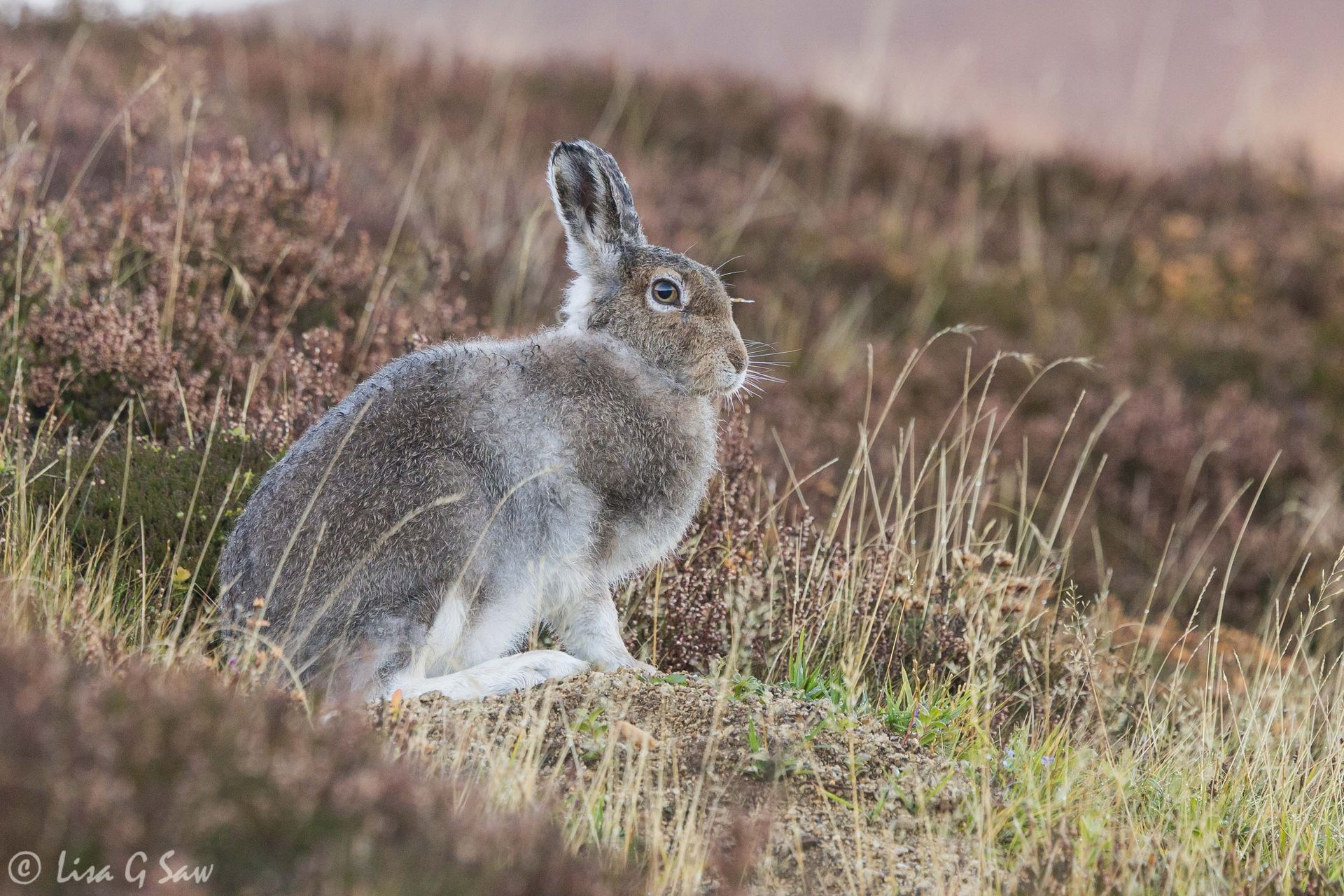 Mountain Hare sitting up, Findhorn Valley