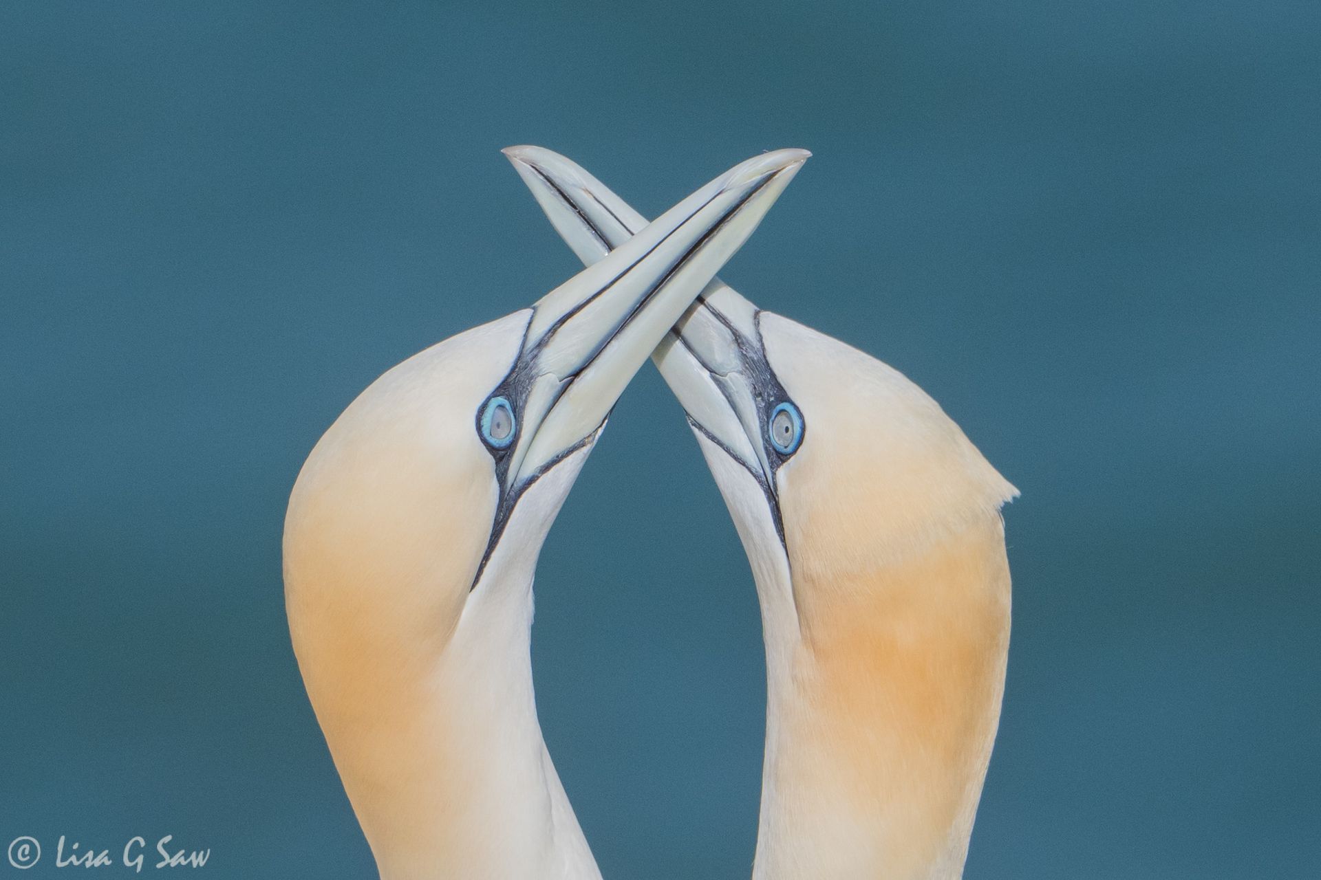 Two gannets pair bonding with crossed bills