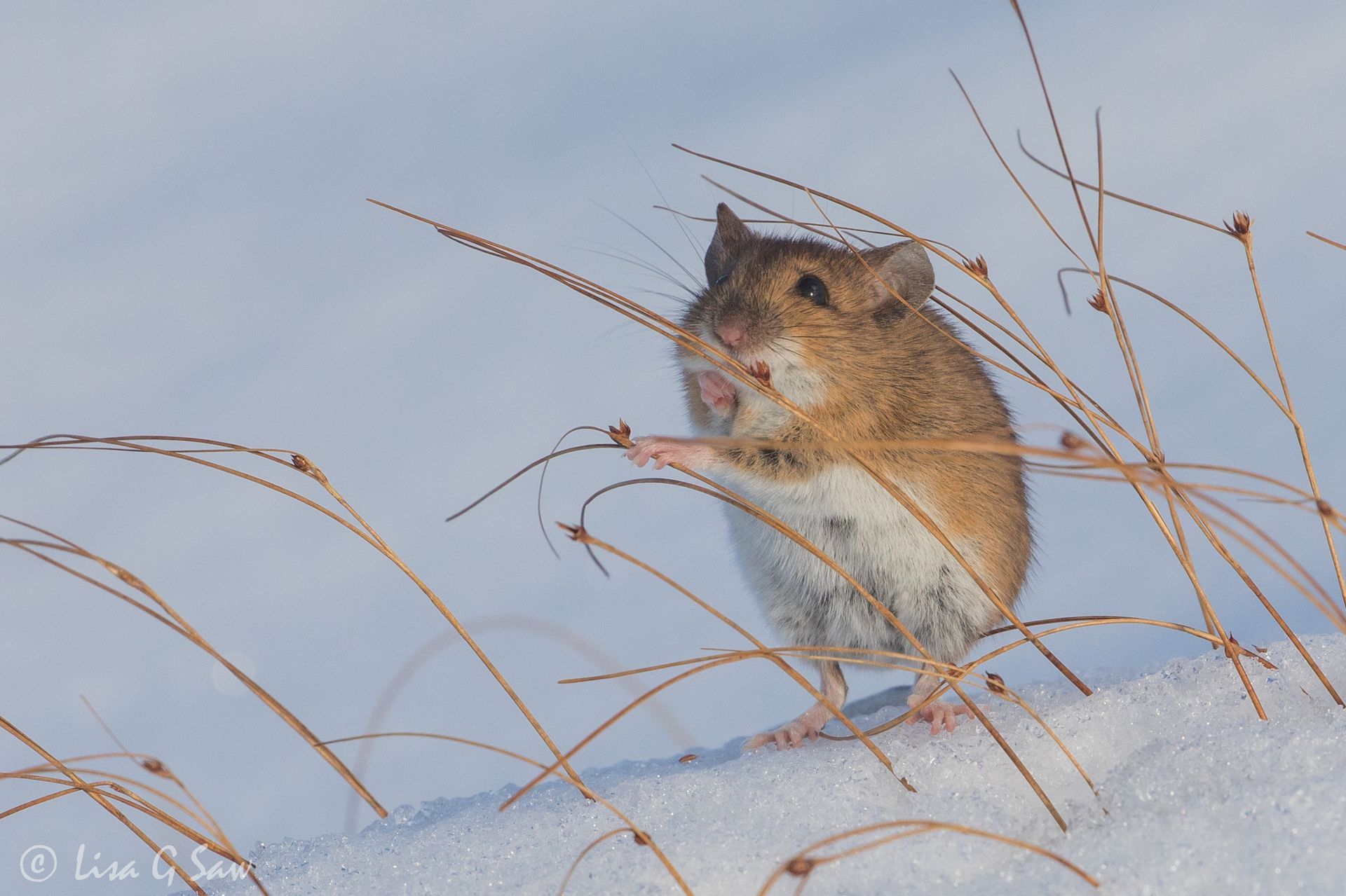 Wood Mouse delicately holding grass