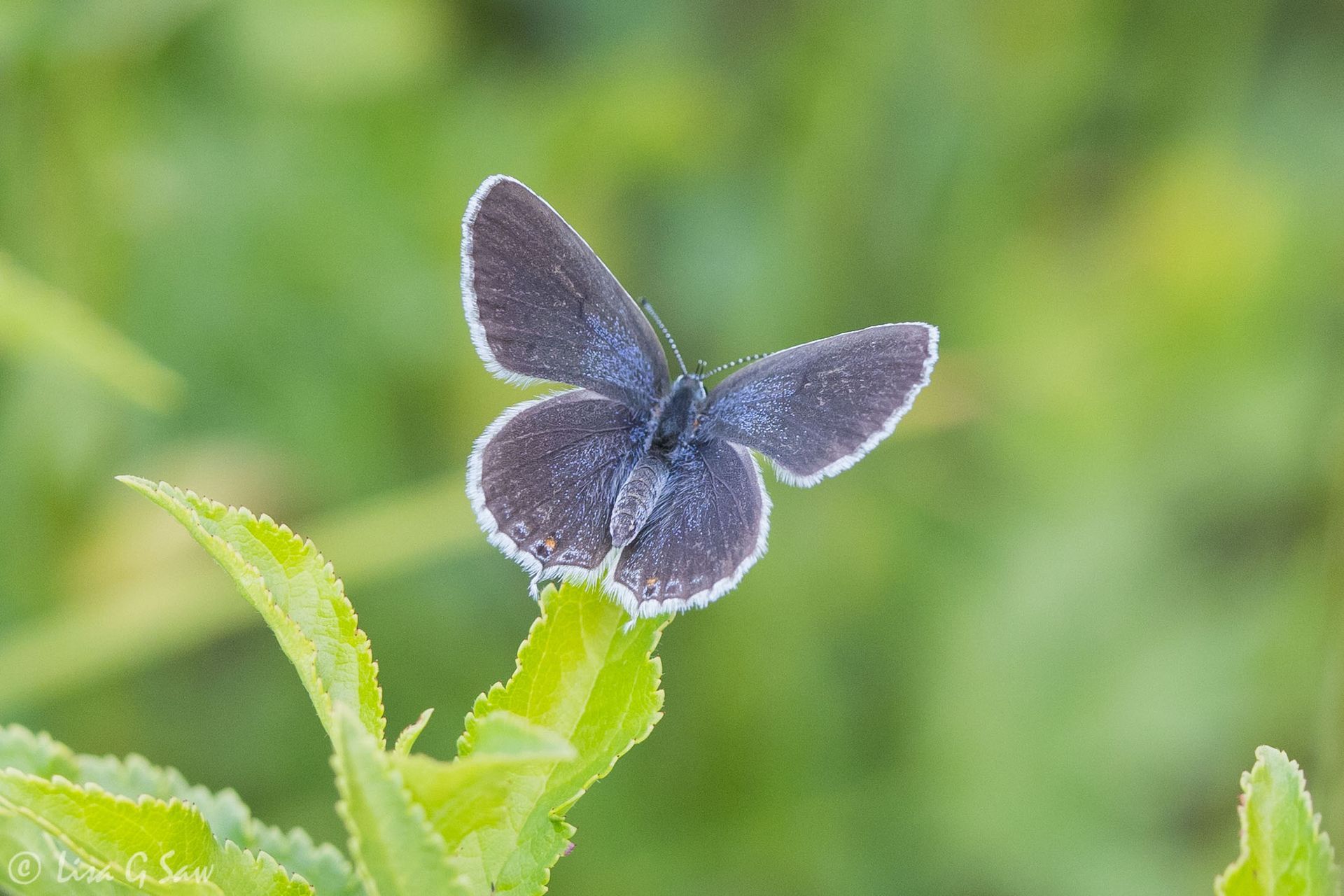 Short-tailed Blue butterfly, upperwing view