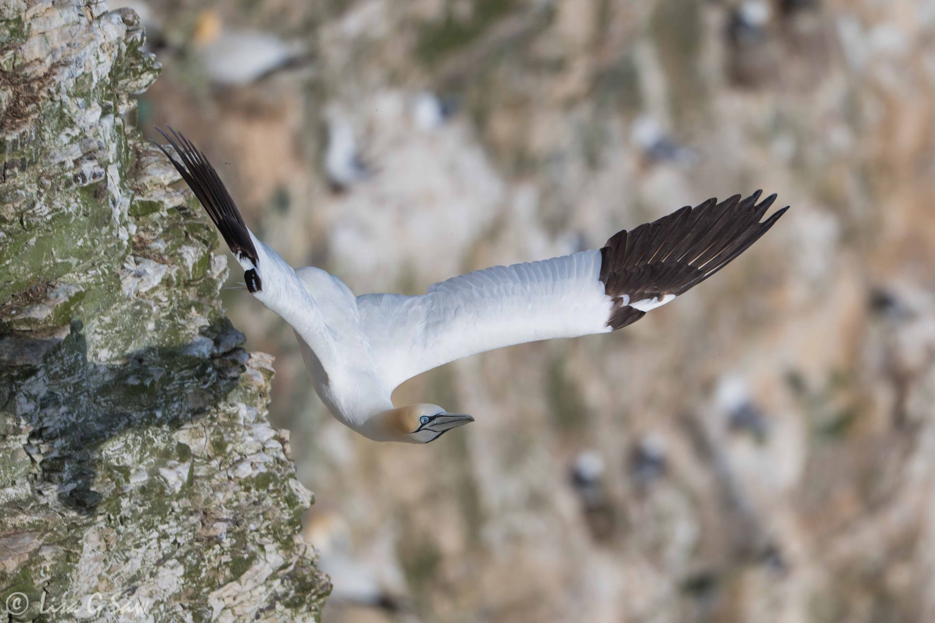 Gannet diving off cliff