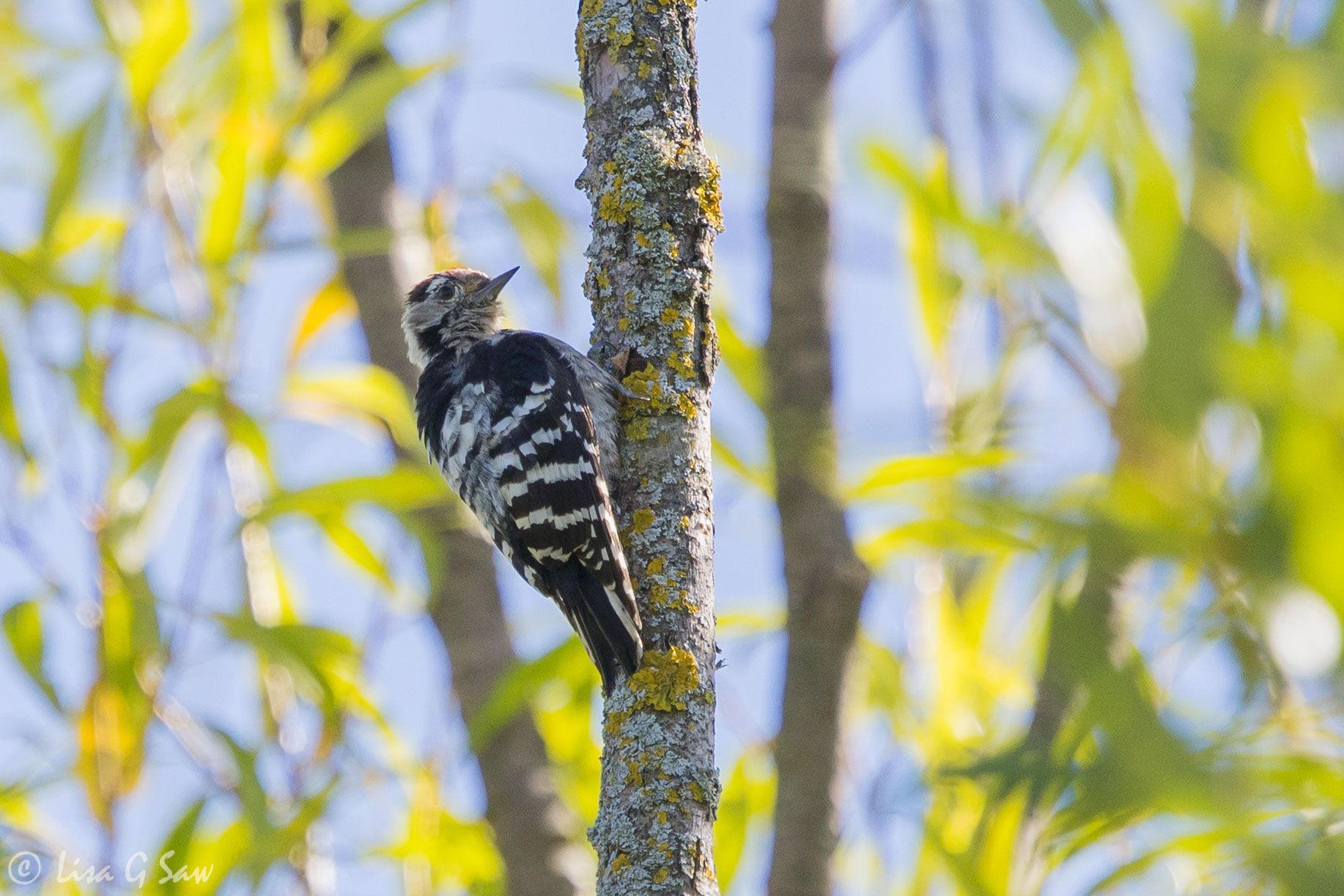 Lesser Spotted Woodpecker