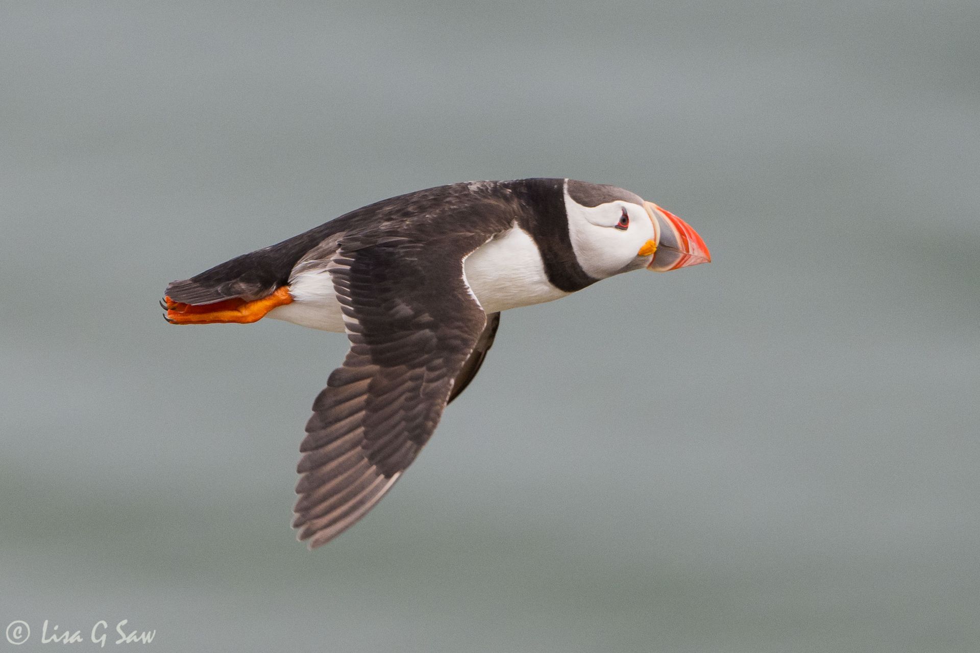 Puffin flying