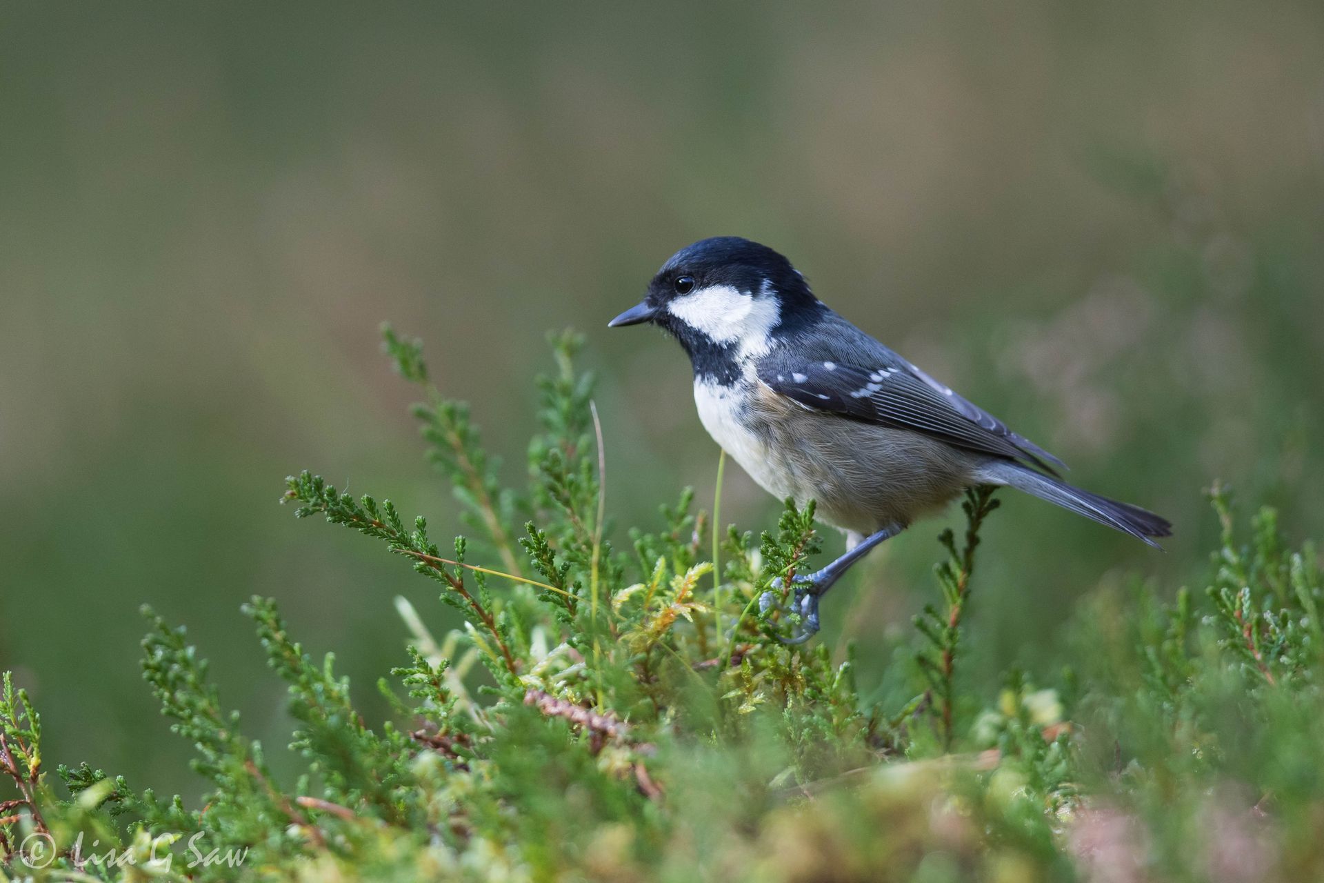 Coal Tit balancing on Heather