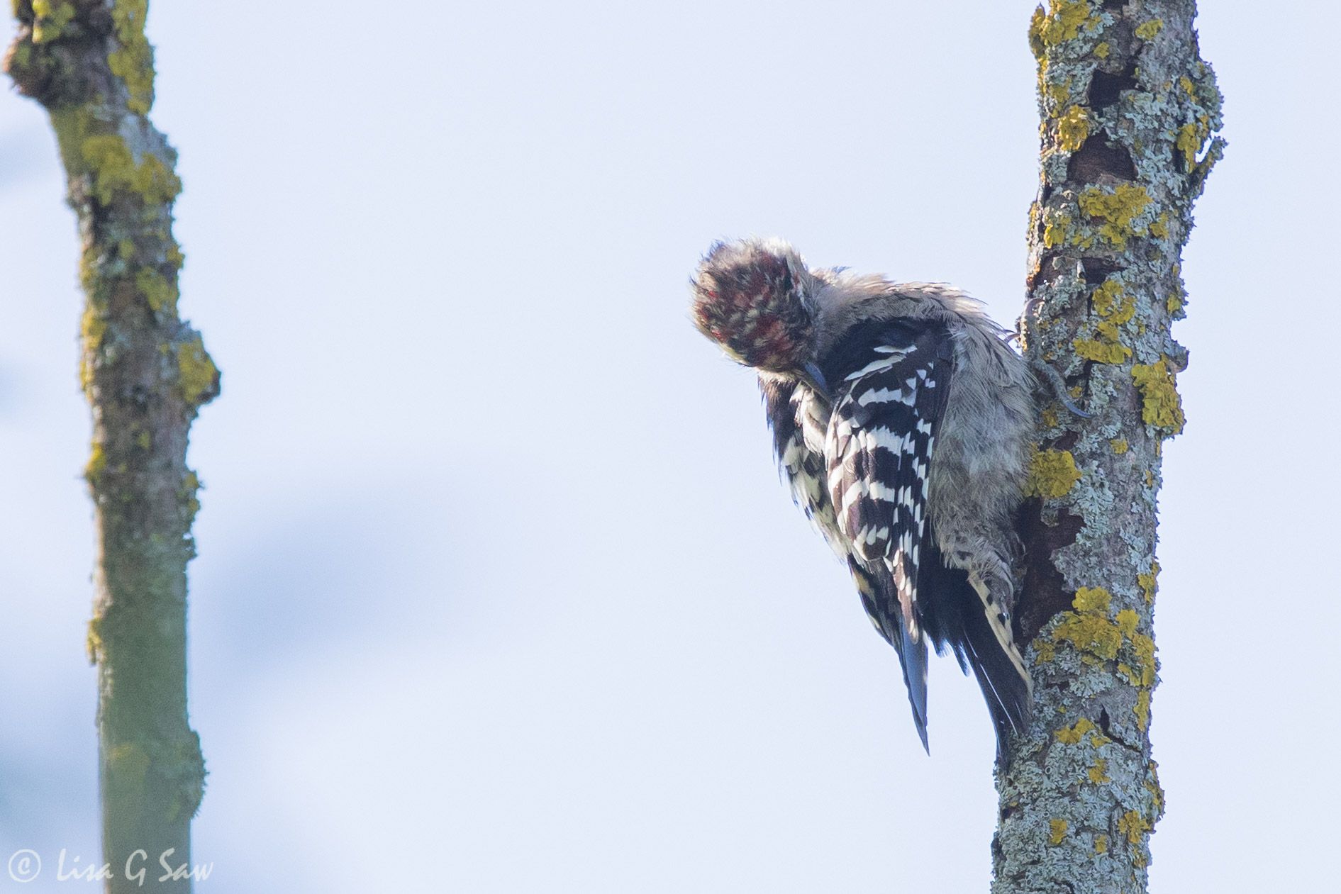 Lesser Spotted Woodpecker preening