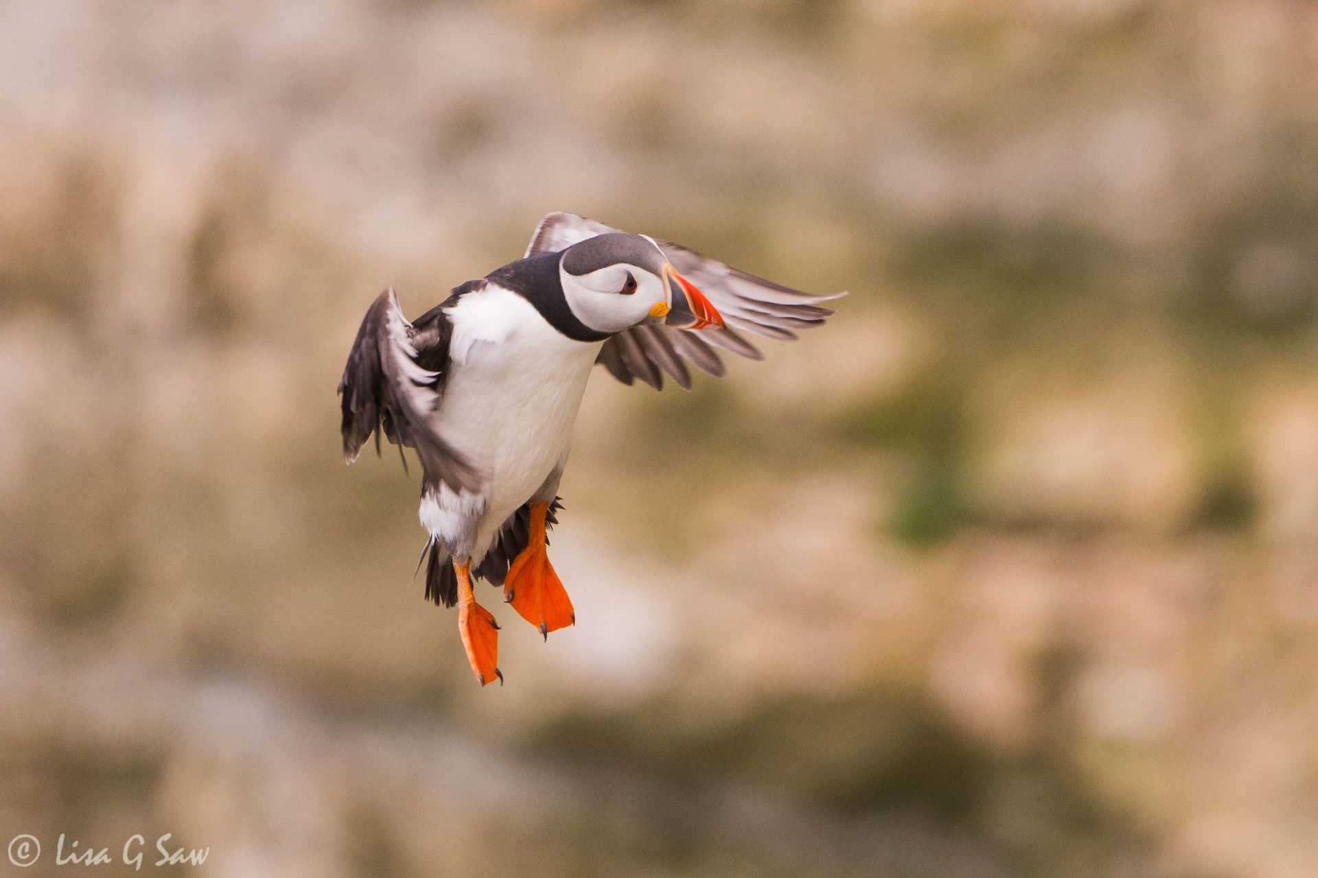 Puffin coming in to land