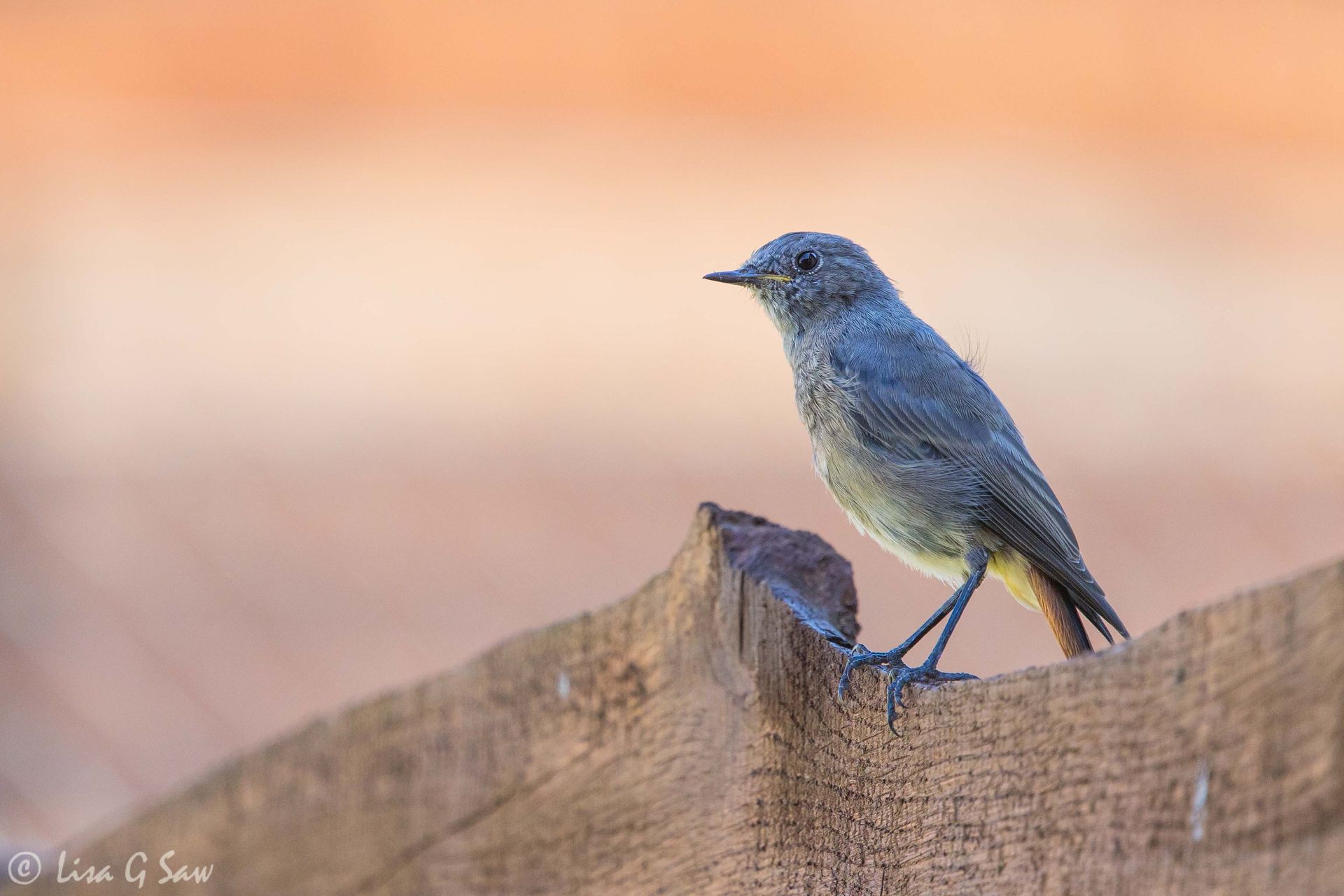 Juvenile Black Redstart