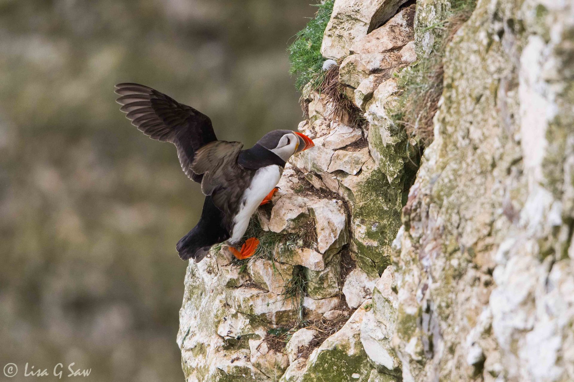 Puffin landing on cliff wall