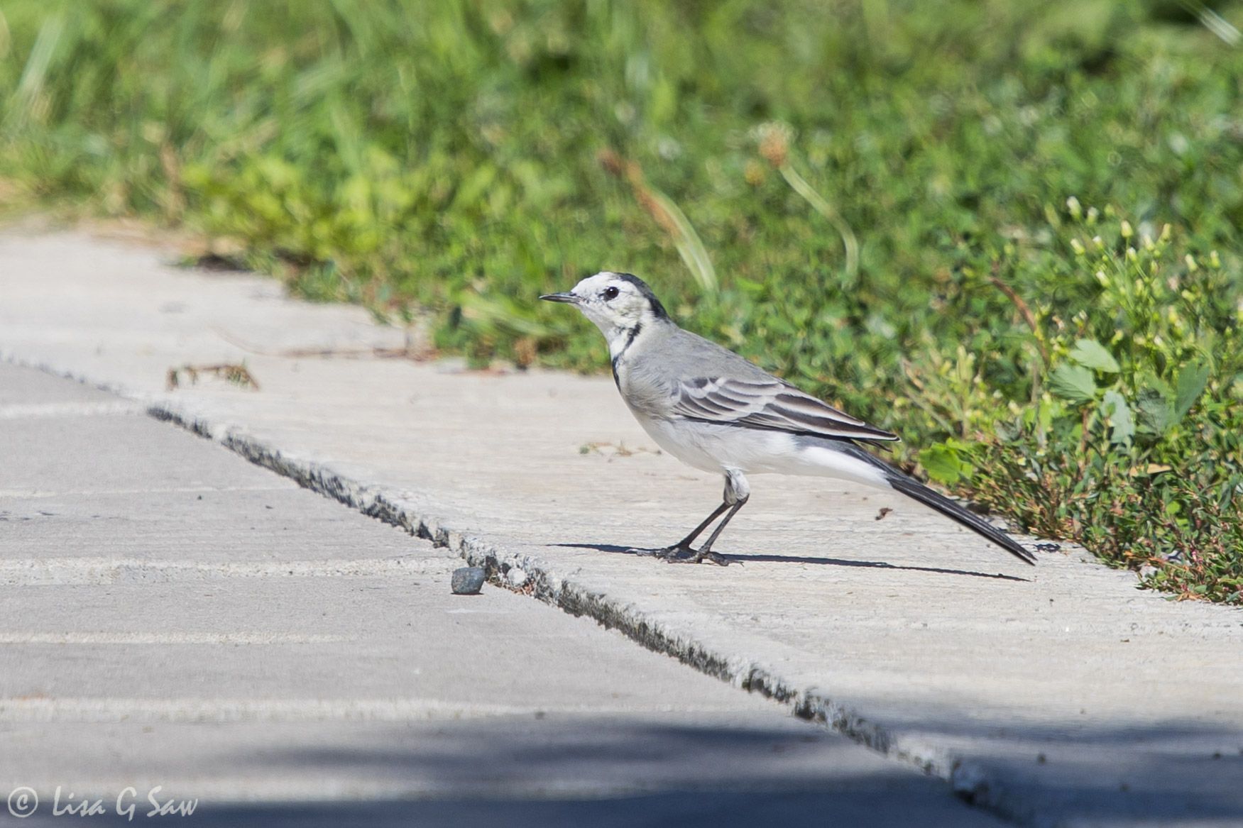 White Wagtail