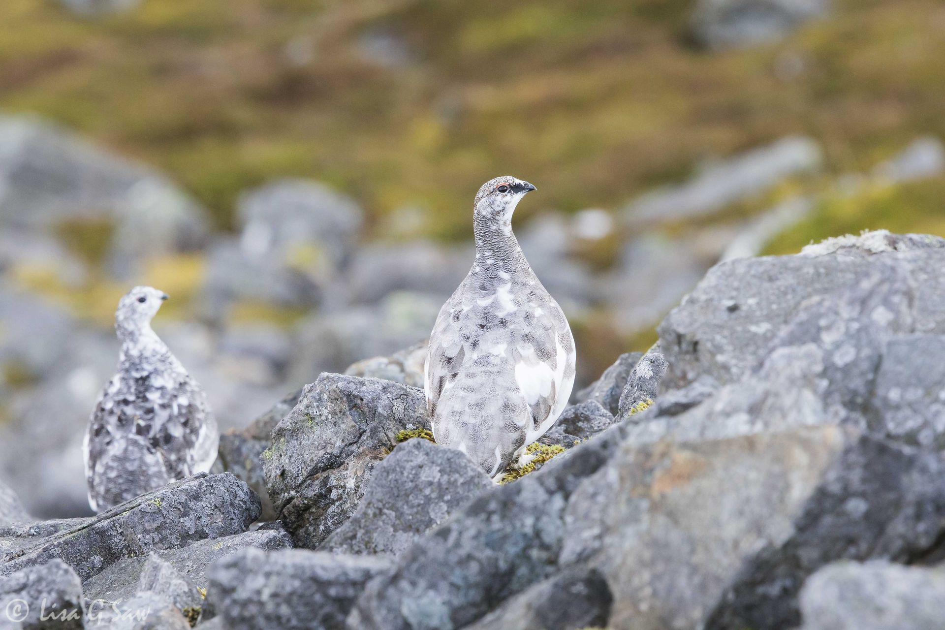 Two Ptarmigan walking amongst the rocks, Glenshee