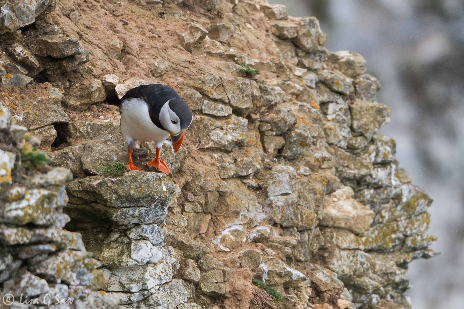 Puffin looking down