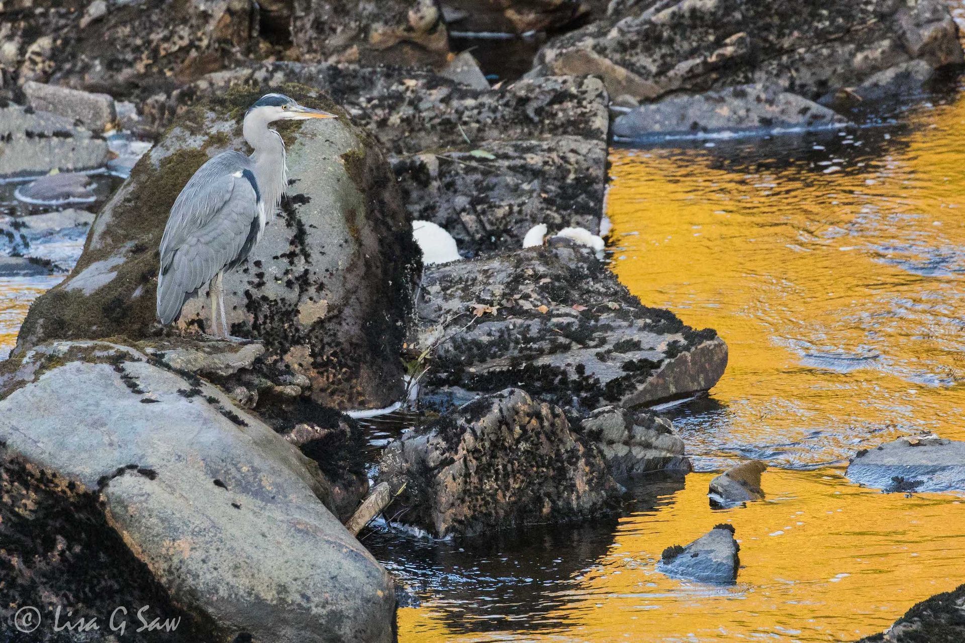 Grey Heron and gold coloured water