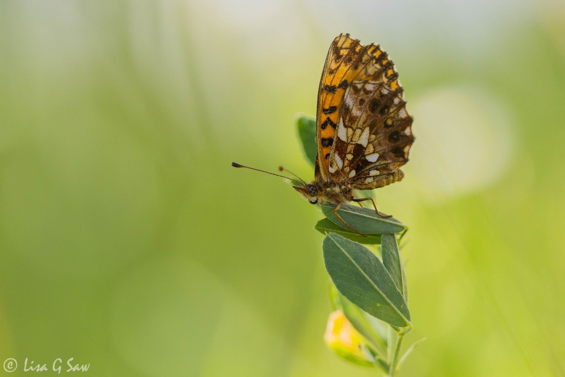 Weaver's Fritillary butterfly, underwing view