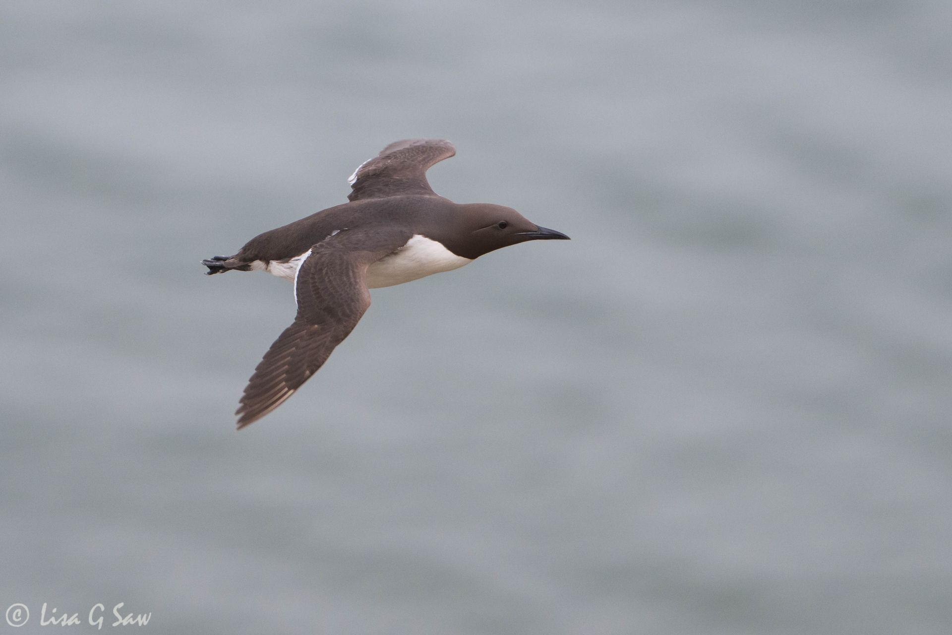Guillemot flying