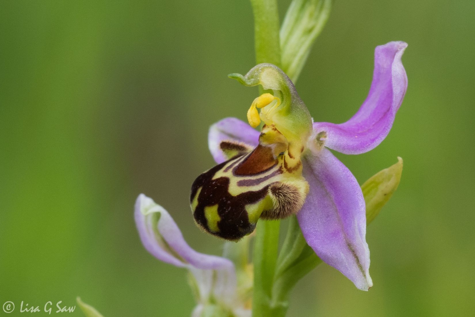 Bee Orchid