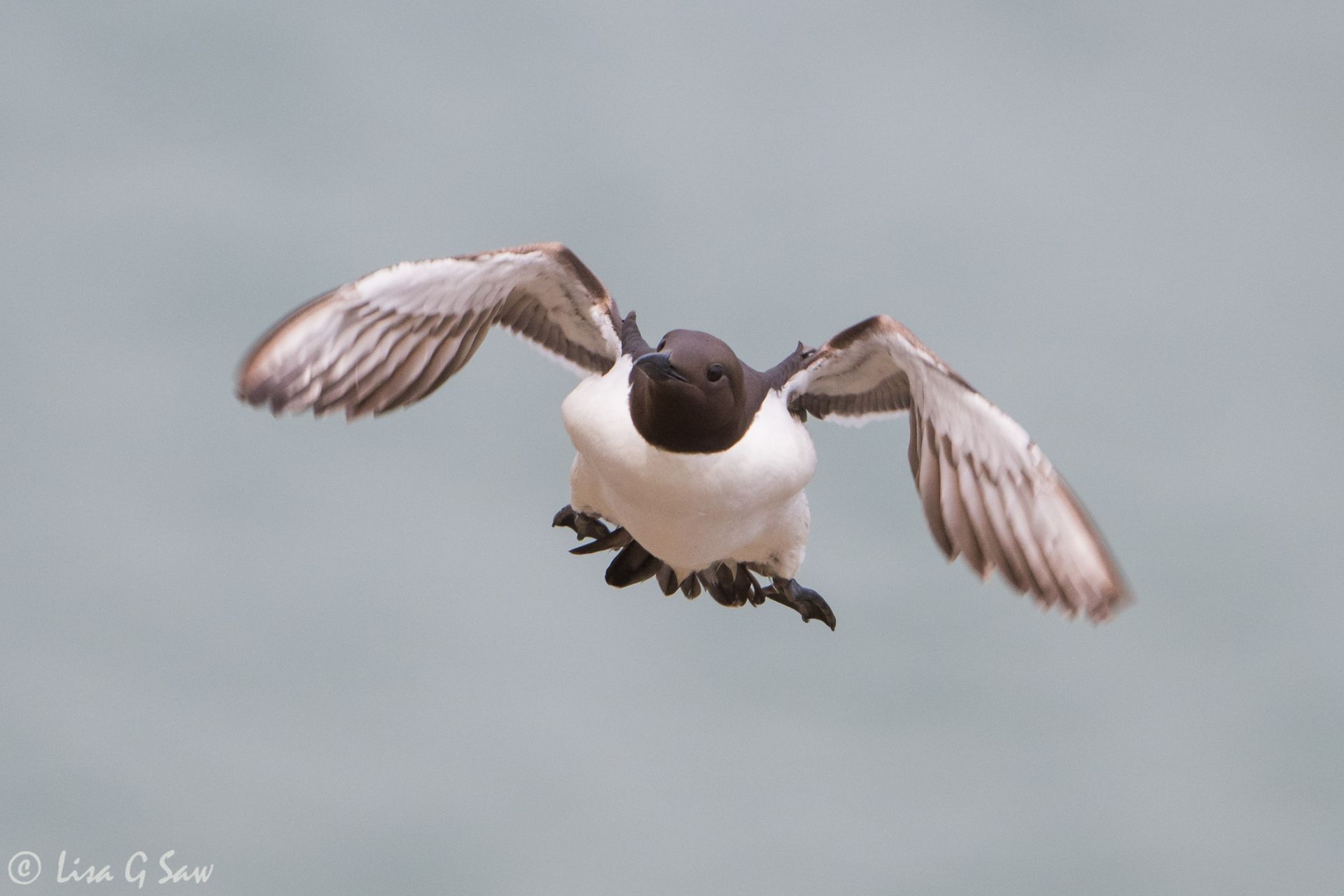 Guillemot coming in to land