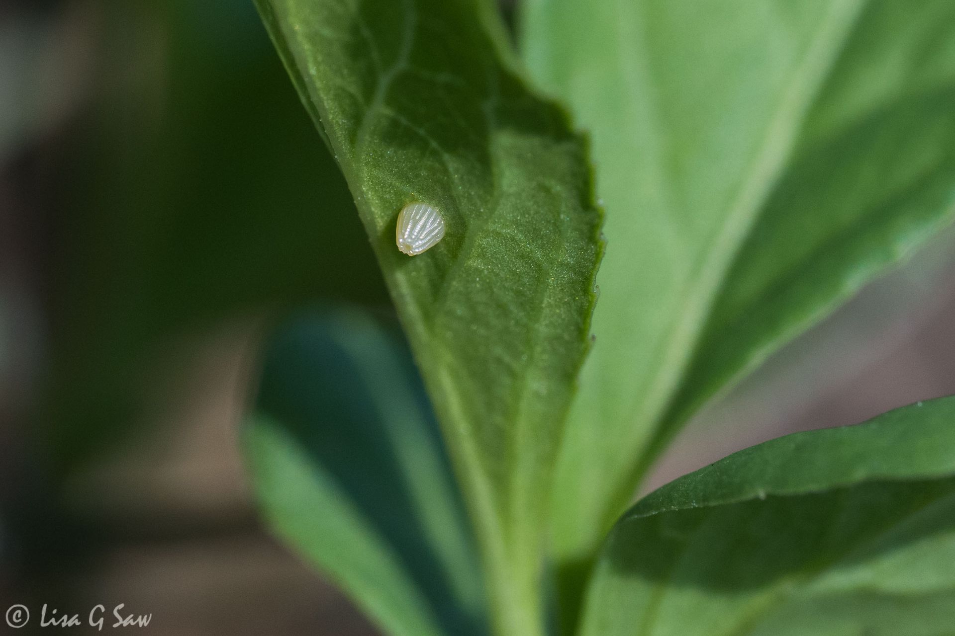 Weaver's Fritillary butterfly egg