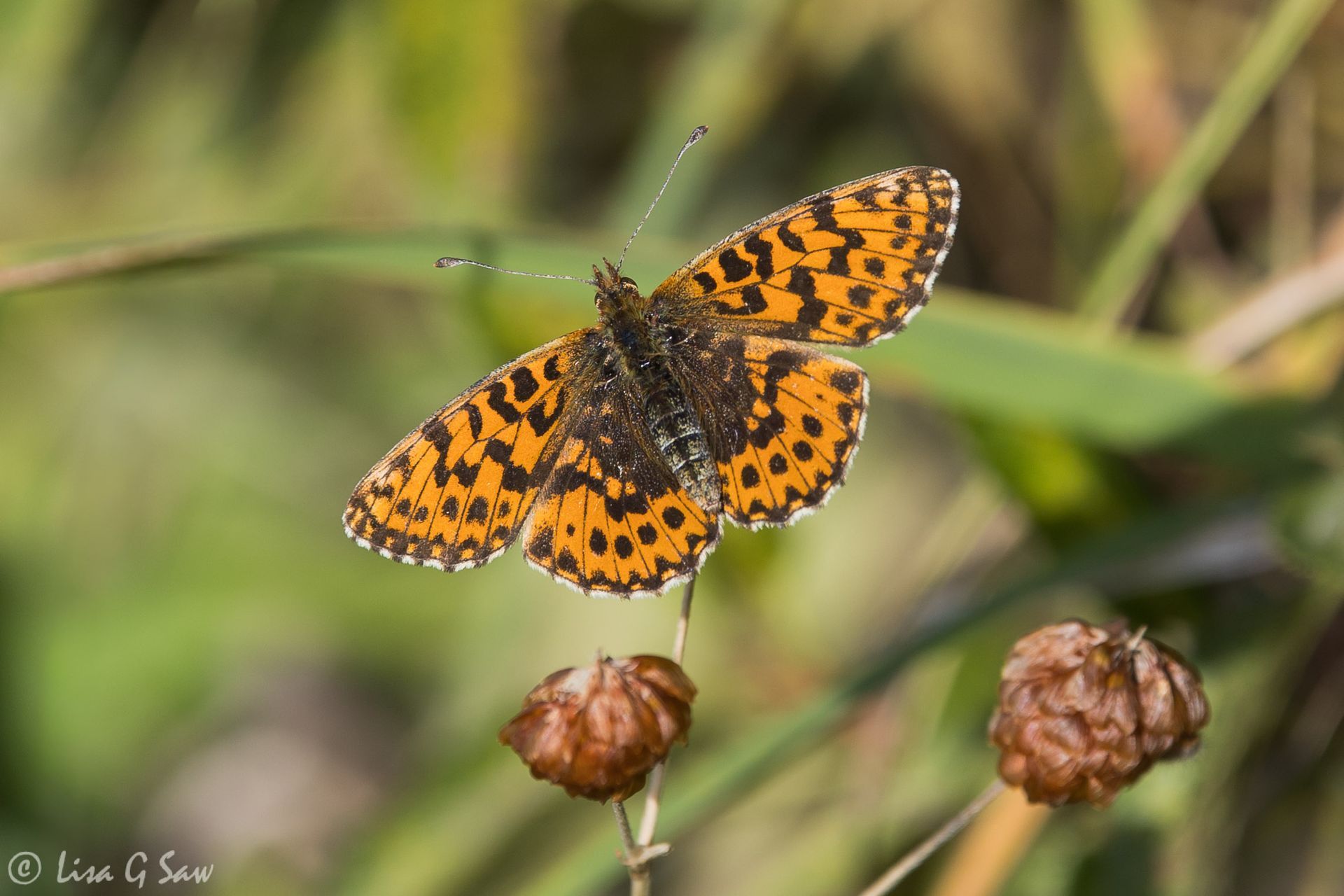 Weaver's Fritillary butterfly, upperwing view