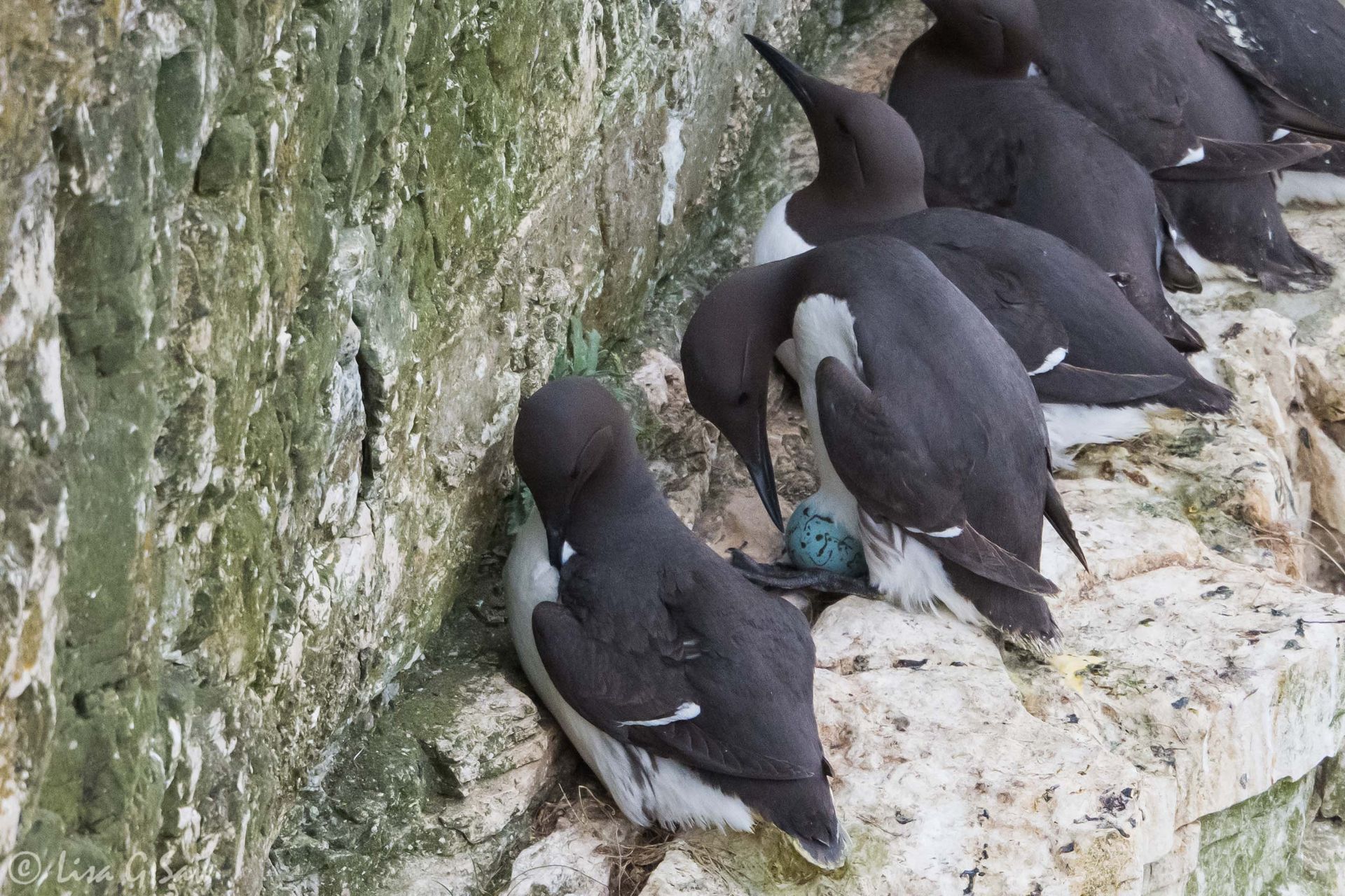 Guillemot tending to egg resting on its feet