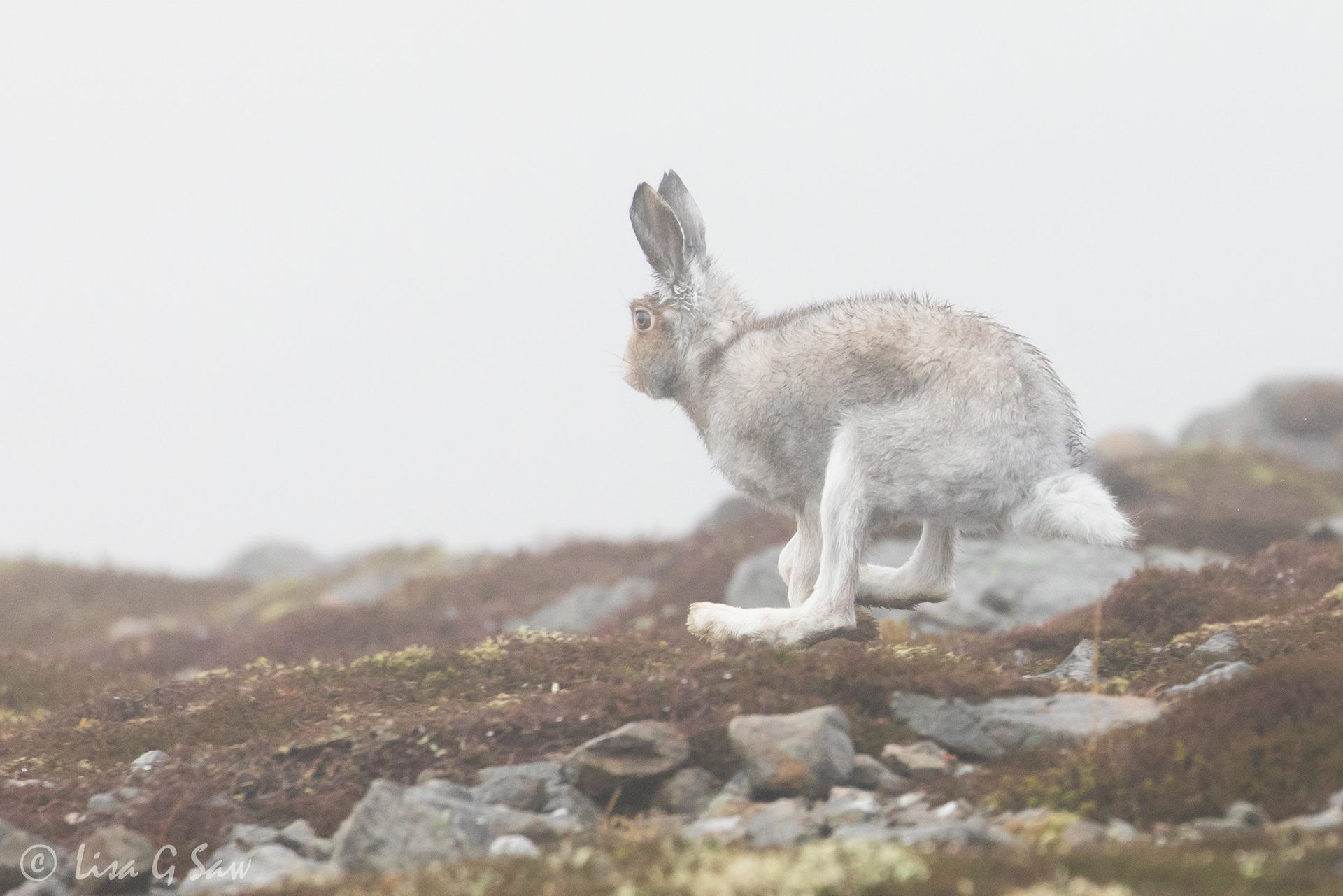 Mountain Hare running away