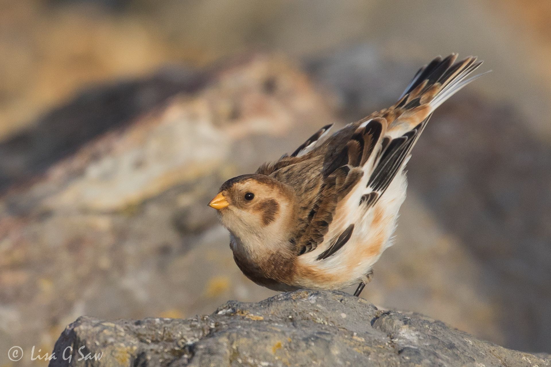 Snow Bunting lifting its body up