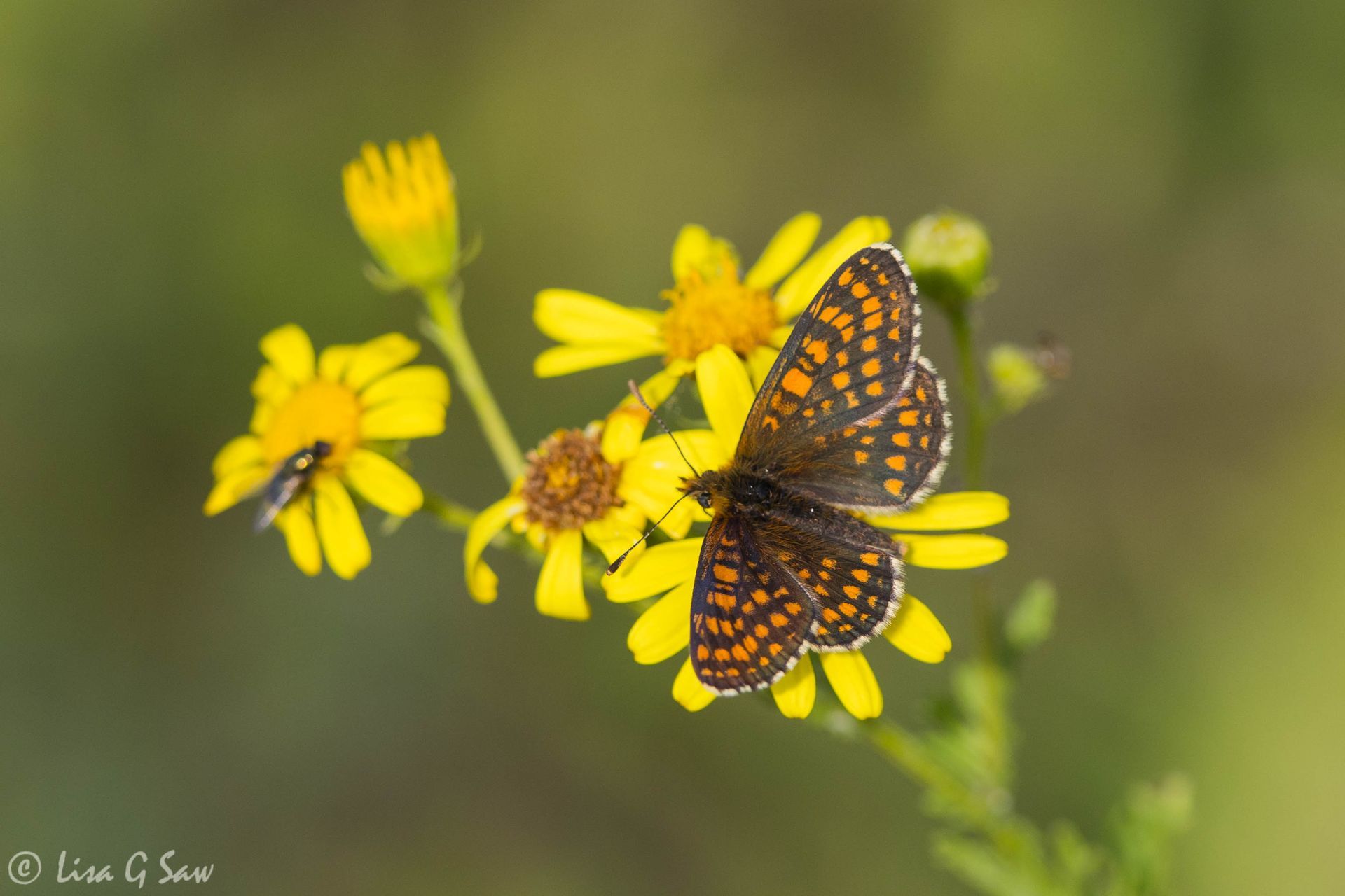 Male Nickerl's Fritillary butterfly, upperwing view
