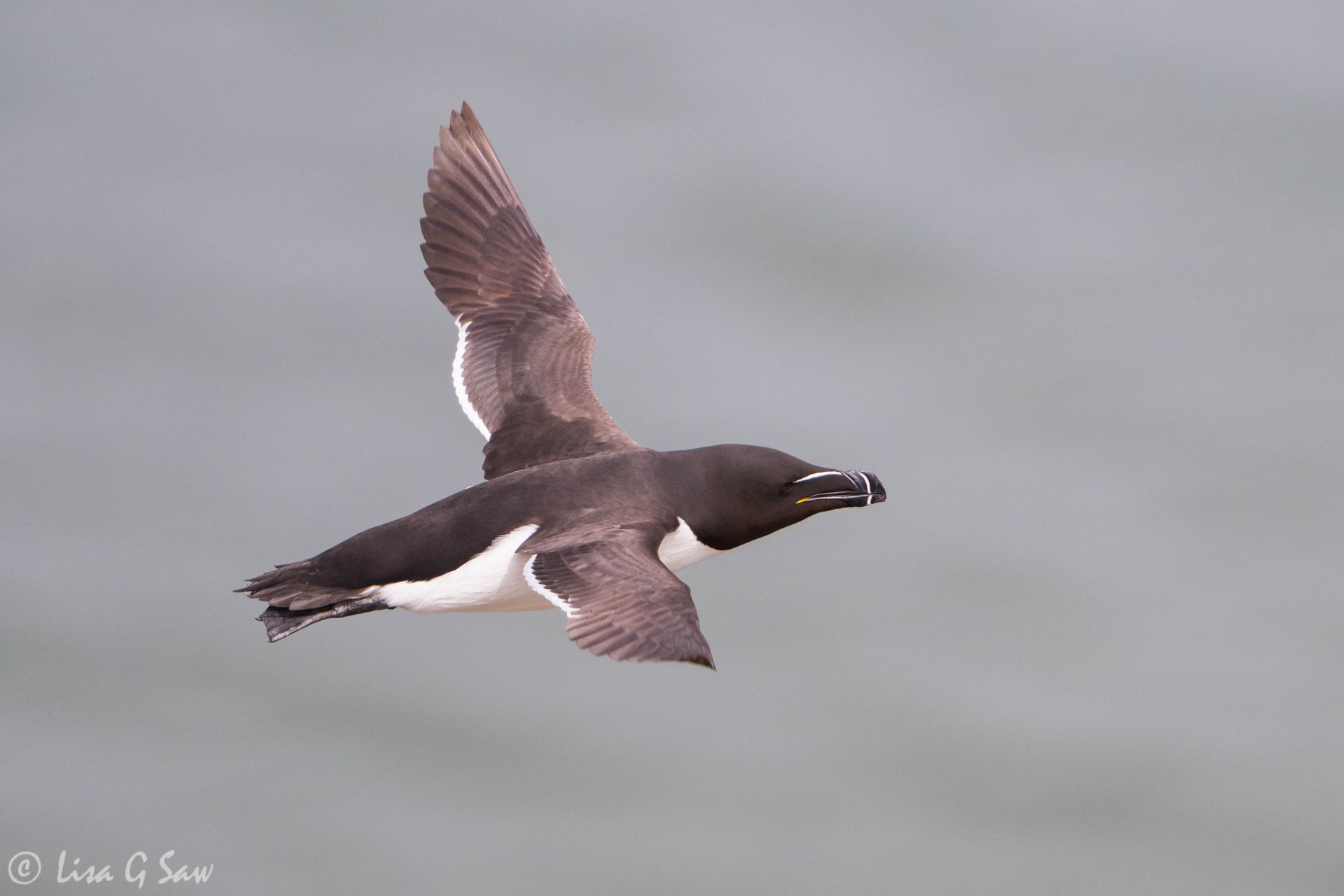 Razorbill flying