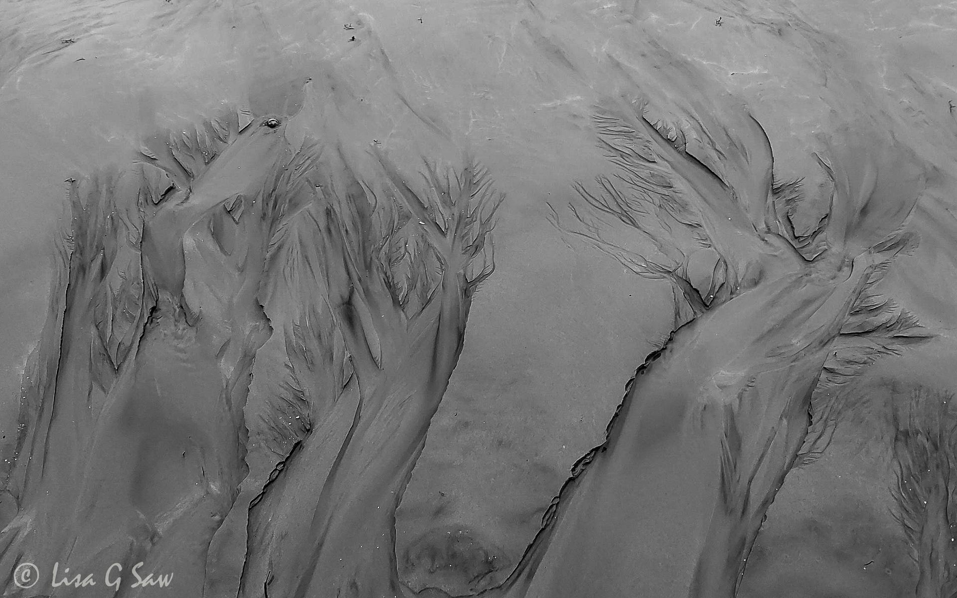 Patterns in the sand, winter trees