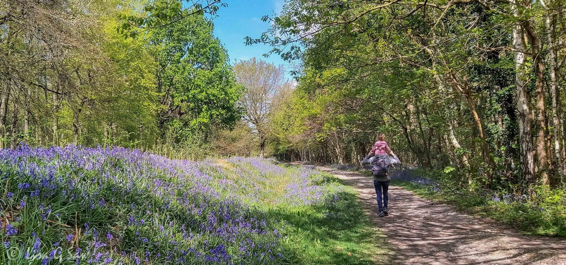 Father and daughter walking through bluebell woods