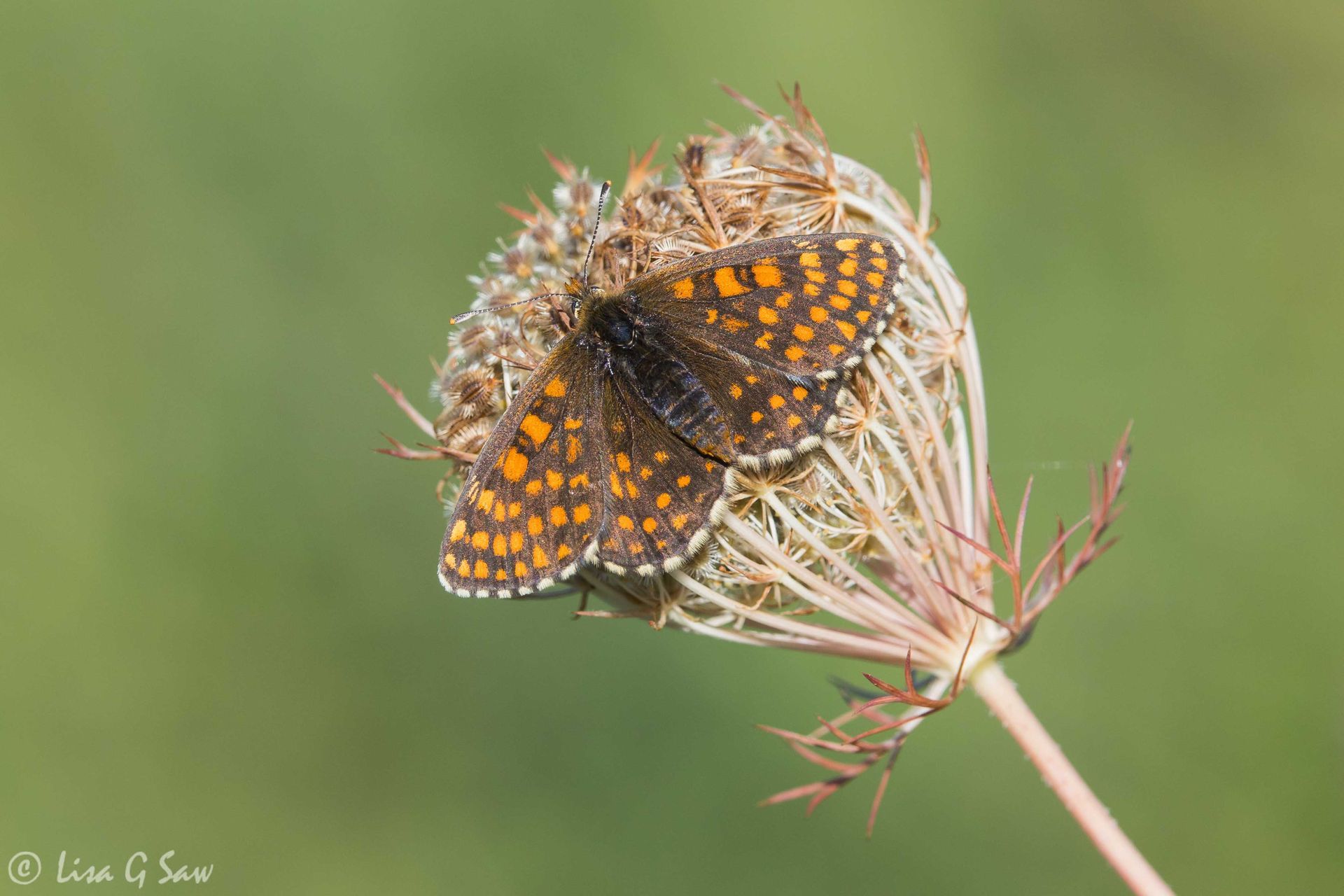 Female Nickerl's Fritillary butterfly, upperwing view